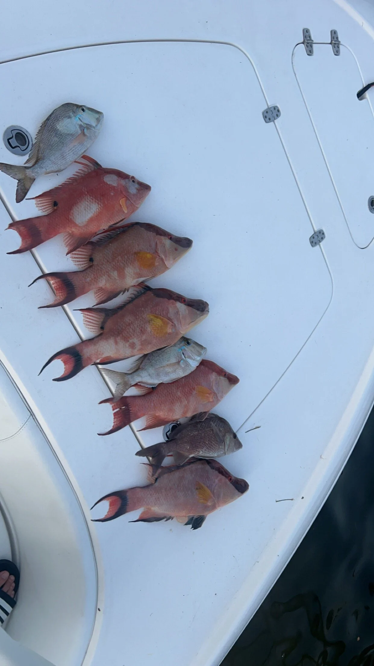 Several fish of different species and sizes are laid out on a white boat surface next to a hatch.