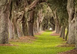 A pathway lined with tall, ancient oak trees on both sides, creating a canopy over the grass path.