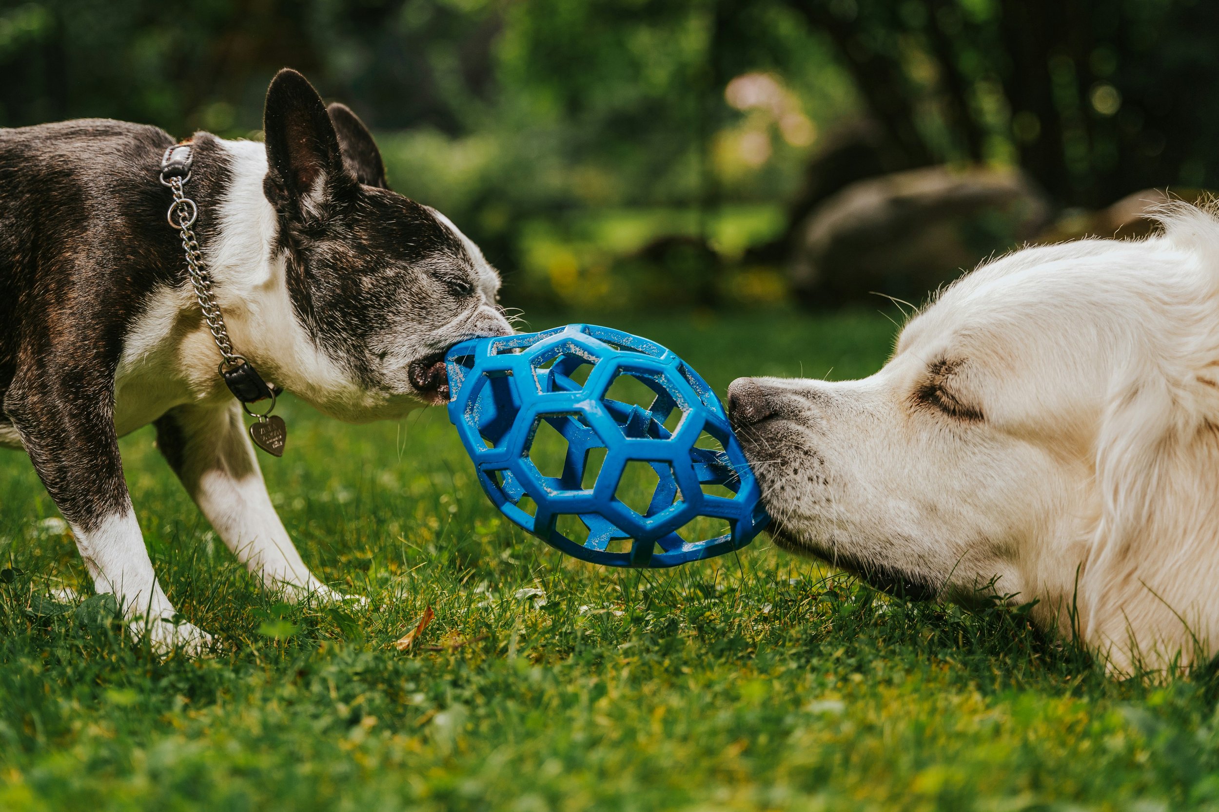 1-6 Dogs (1hr)
