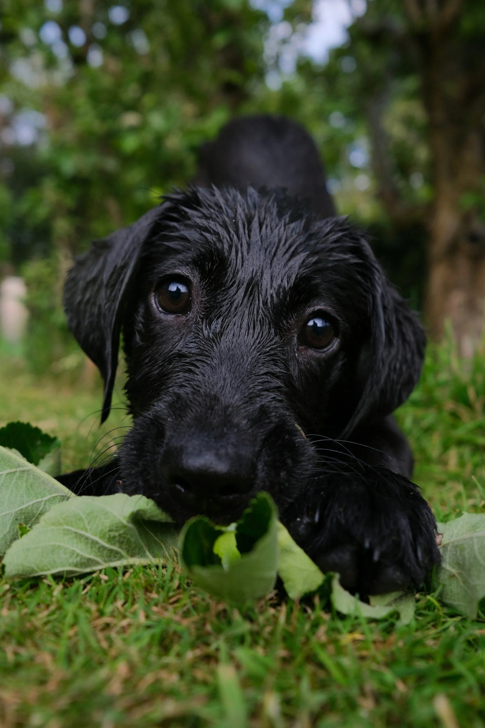Close-up of a wet black puppy with floppy ears, lying on grass, with trees and blue sky in the background.