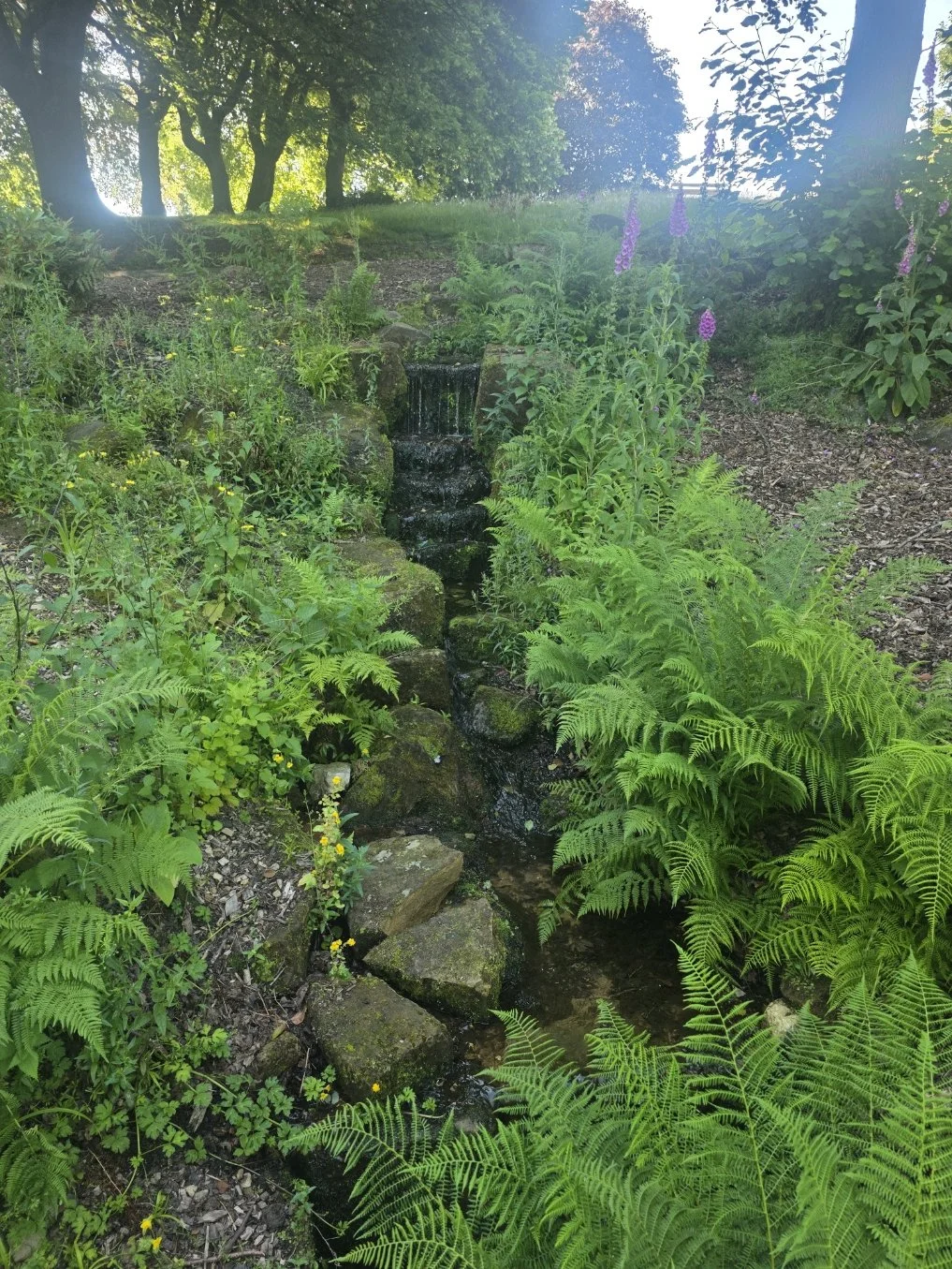 A small garden with lush green ferns and purple flowers surrounding a tiny waterfall.