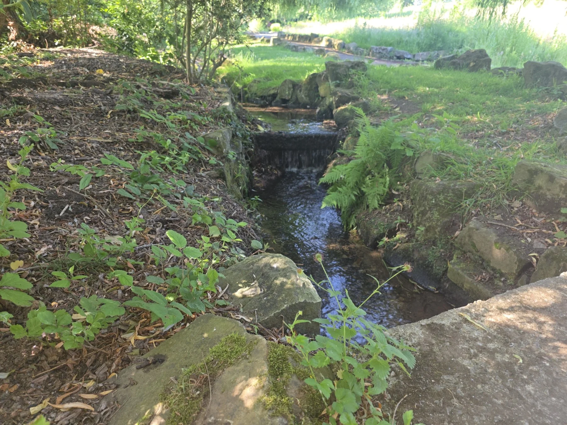 A small stream flowing through a wooded area surrounded by green plants, rocks, and dirt with a grassy clearing in the background.