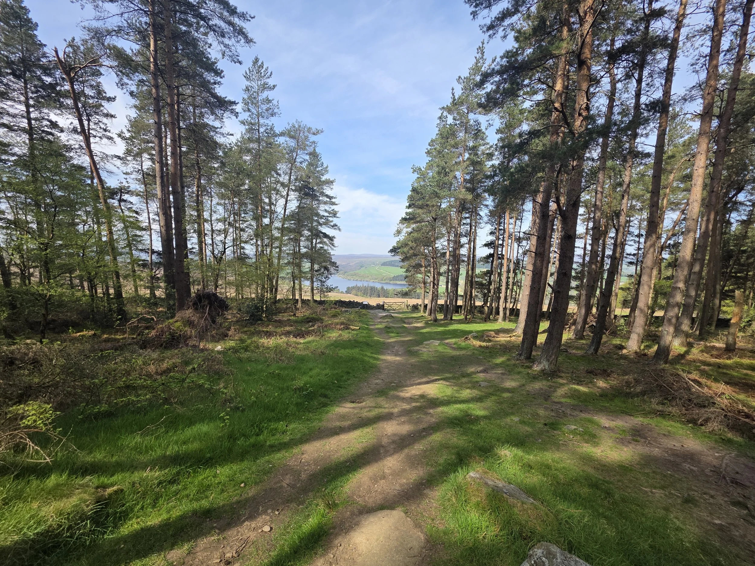 A forest trail surrounded by tall pine trees with a view of a lake and rolling hills in the distance under a partly cloudy sky.