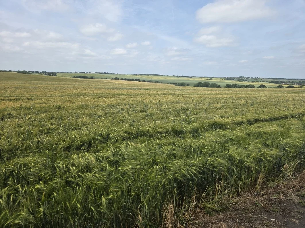 A vast open field of tall green crops under a partly cloudy sky with distant rolling hills.
