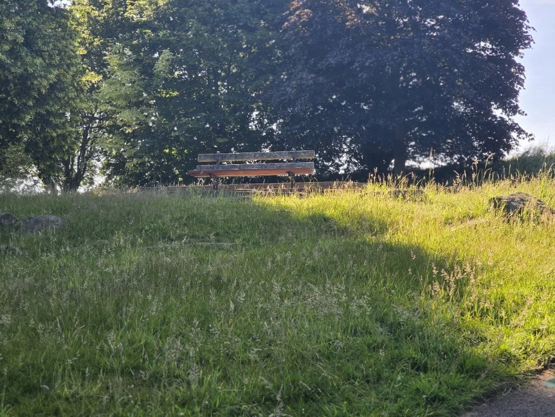 A park scene with a wooden bench on a grassy hill, surrounded by trees and sunlight.