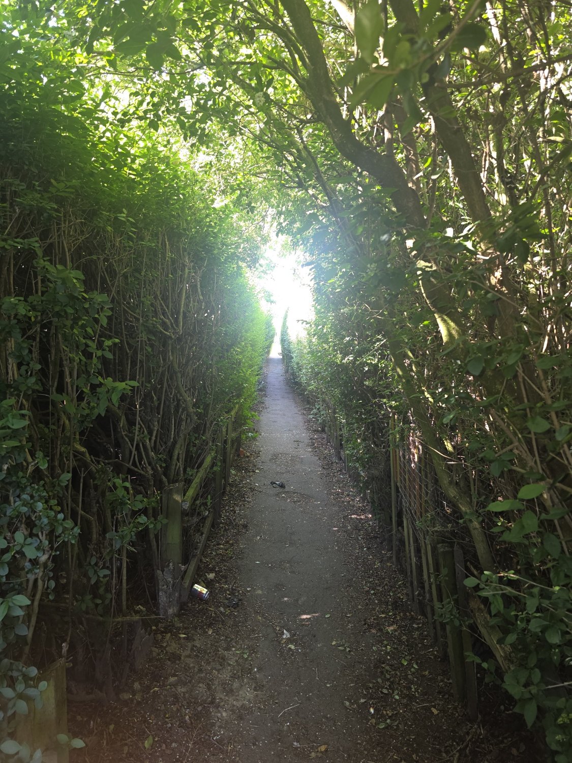 A narrow dirt pathway through a green tunnel of dense bushes and trees with sunlight coming through.