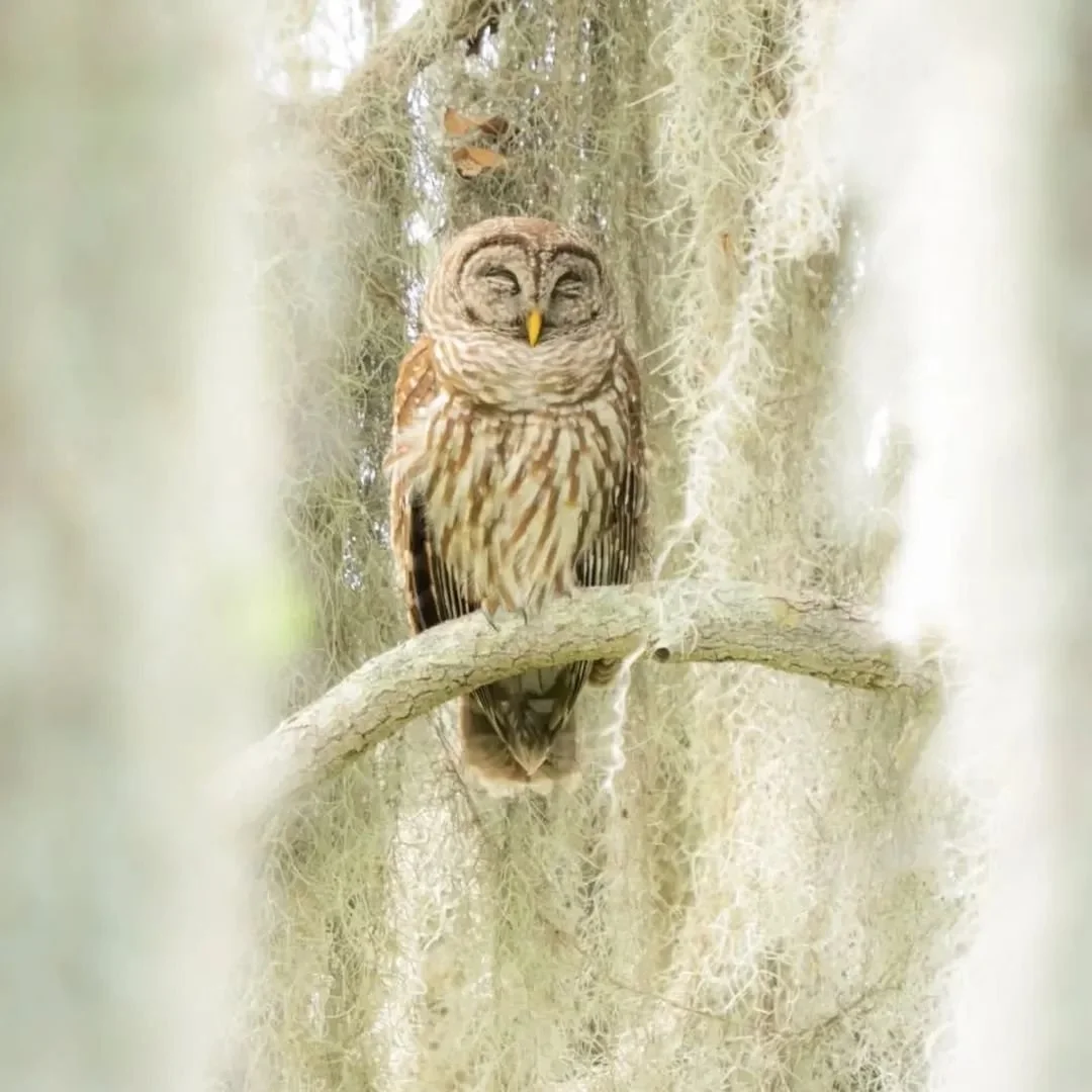 A spotted owl perched on a tree branch surrounded by Spanish moss.