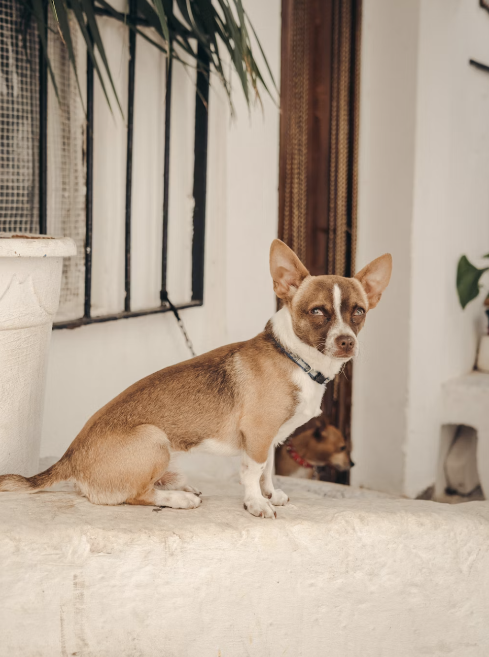A small brown and white dog with large ears sitting on a white ledge, with another dog partially visible in the background.