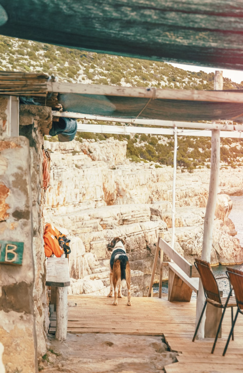 A dog standing on a wooden deck overlooking a rocky cliff and ocean. There are chairs and a backpack on the deck, with a makeshift shelter overhead.