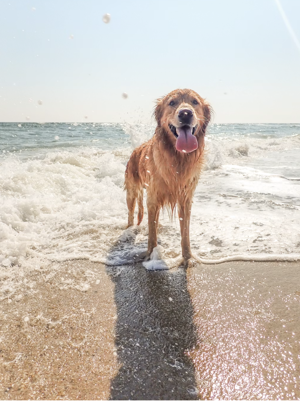 A golden retriever dog standing in the shallow water at the beach with waves and a clear sky in the background, looking happy with its tongue out.