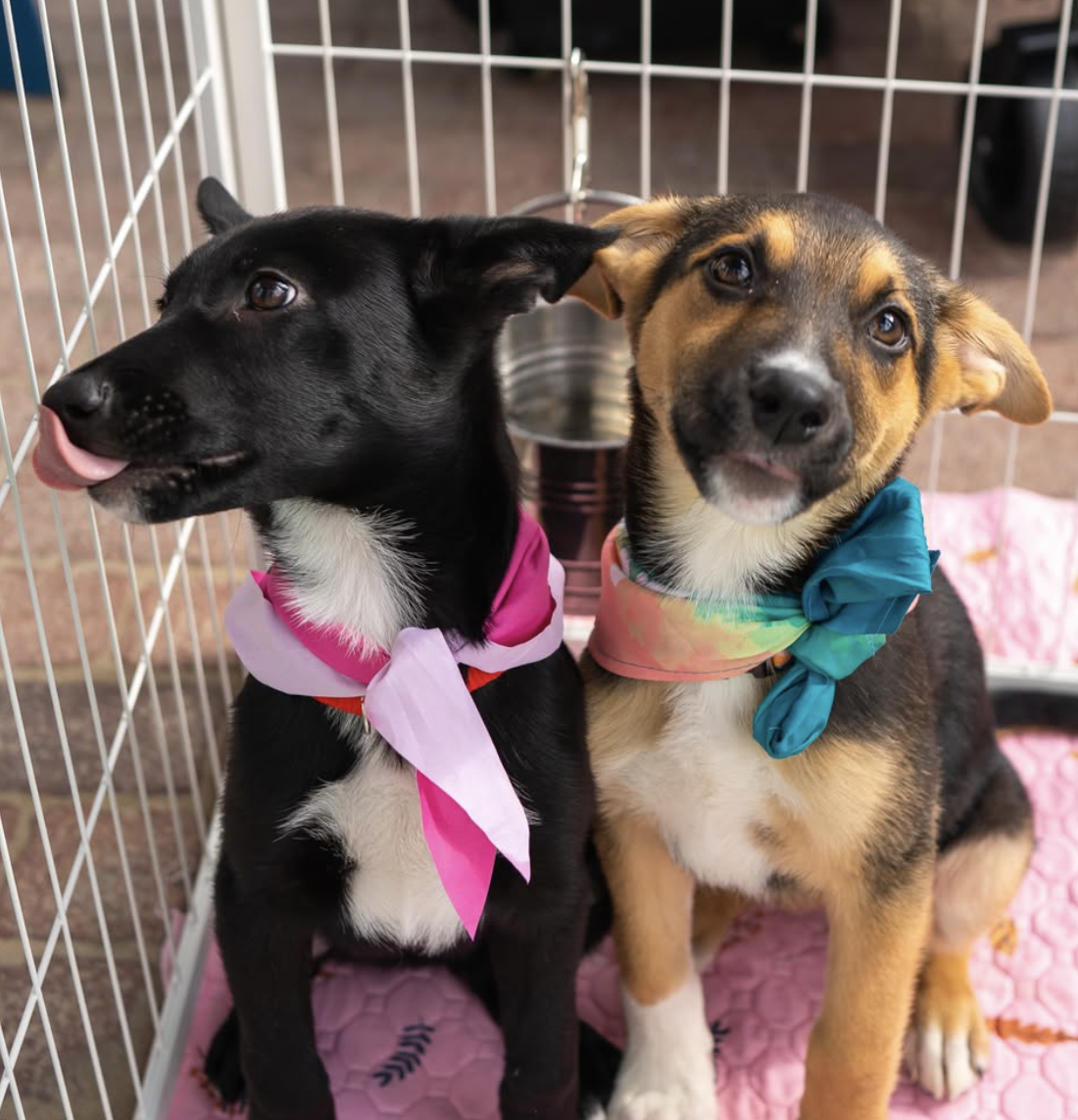 Two puppies wearing colorful bandanas sitting inside a wire enclosure with a pink mat. Both puppies are looking at the camera; one is licking its nose, and the other has its head tilted slightly.
