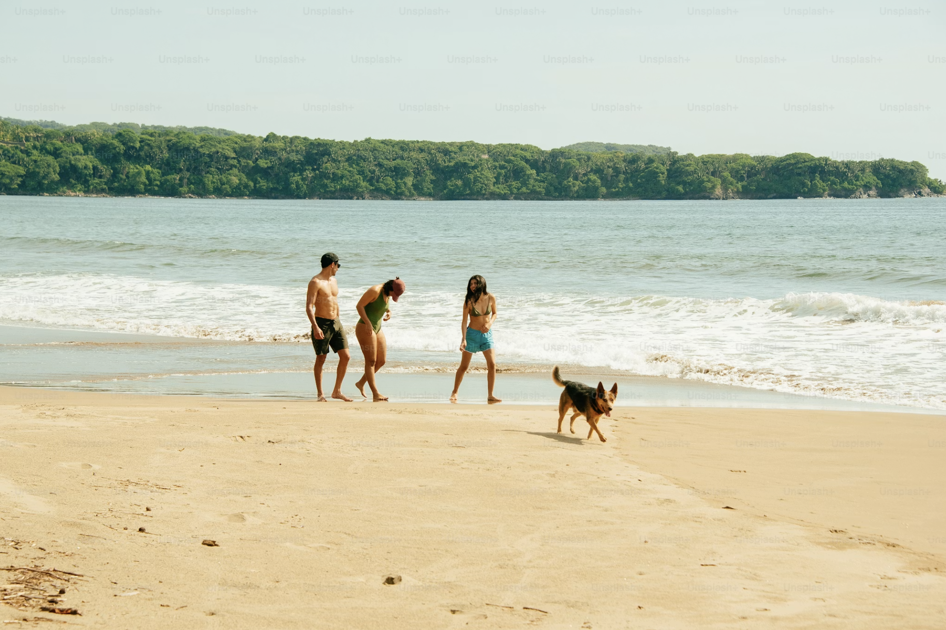 Three people and a dog walking along the shoreline on a sandy beach. In the background, there is a body of water and lush green trees covering a distant landmass under a clear, light blue sky.