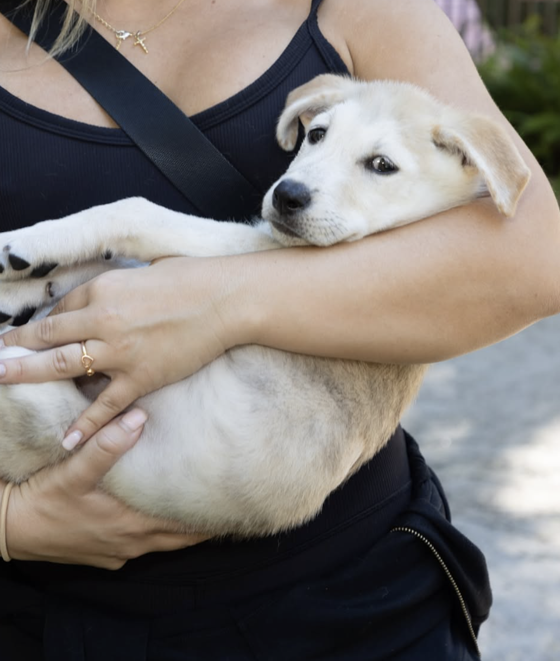 Person holding a light-colored puppy in their arms, the puppy resting its head on the person's chest.