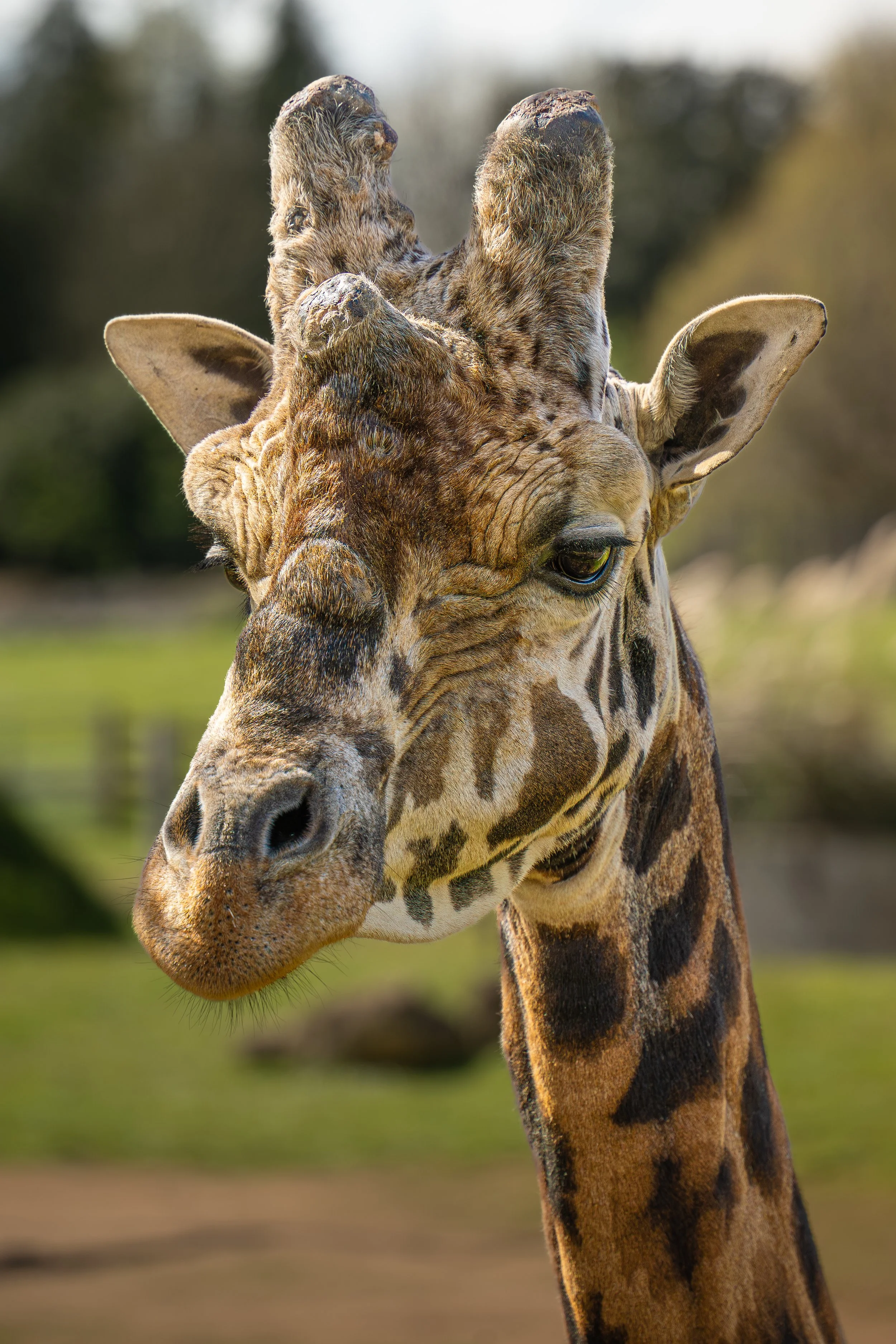 Cotswolds Wildlife Park-7.jpg