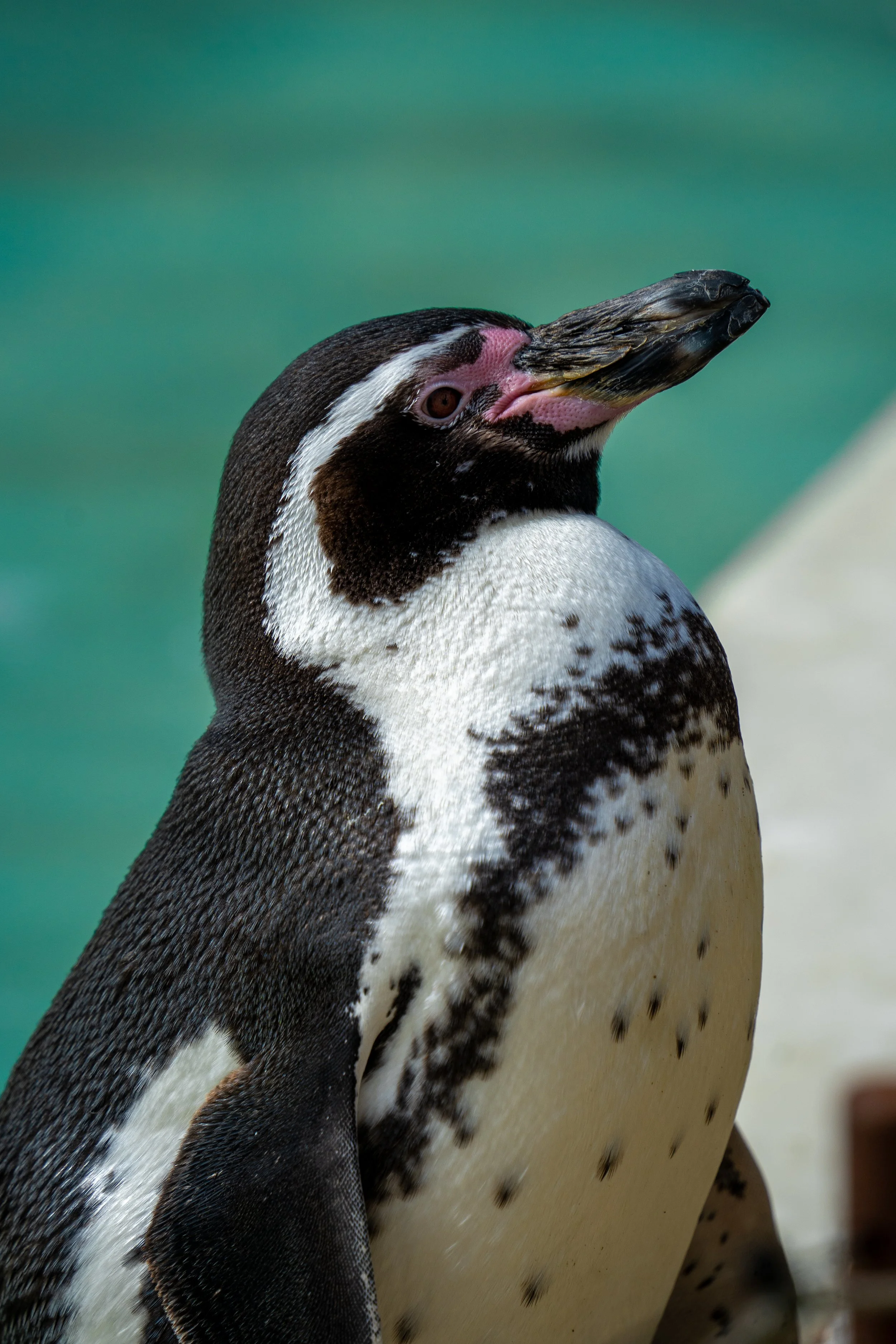 Cotswolds Wildlife Park-3.jpg