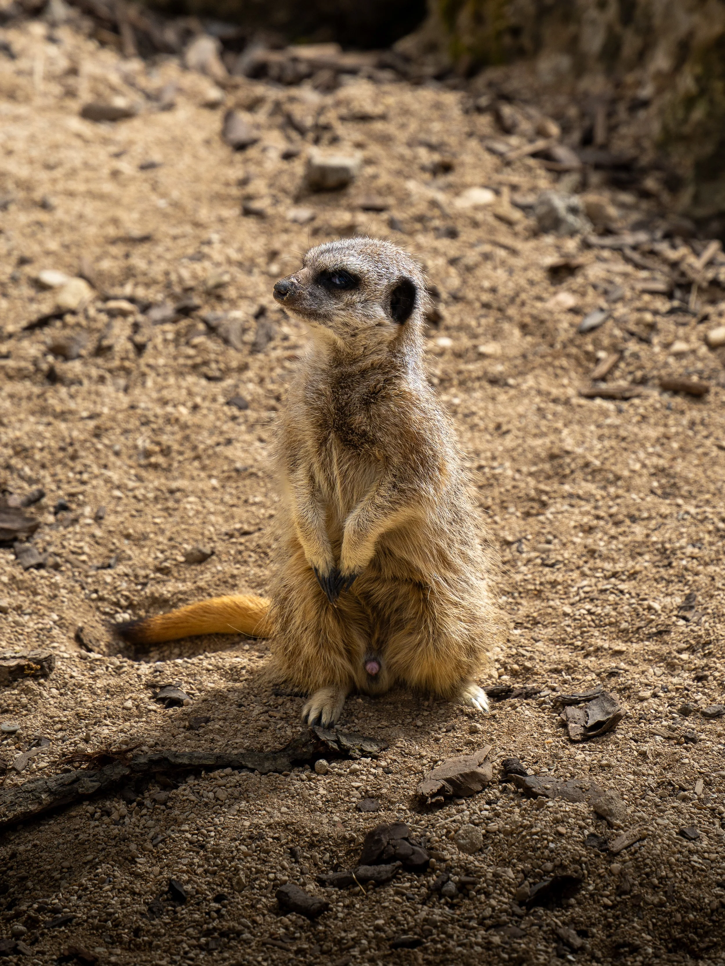Cotswolds Wildlife Park-2.jpg