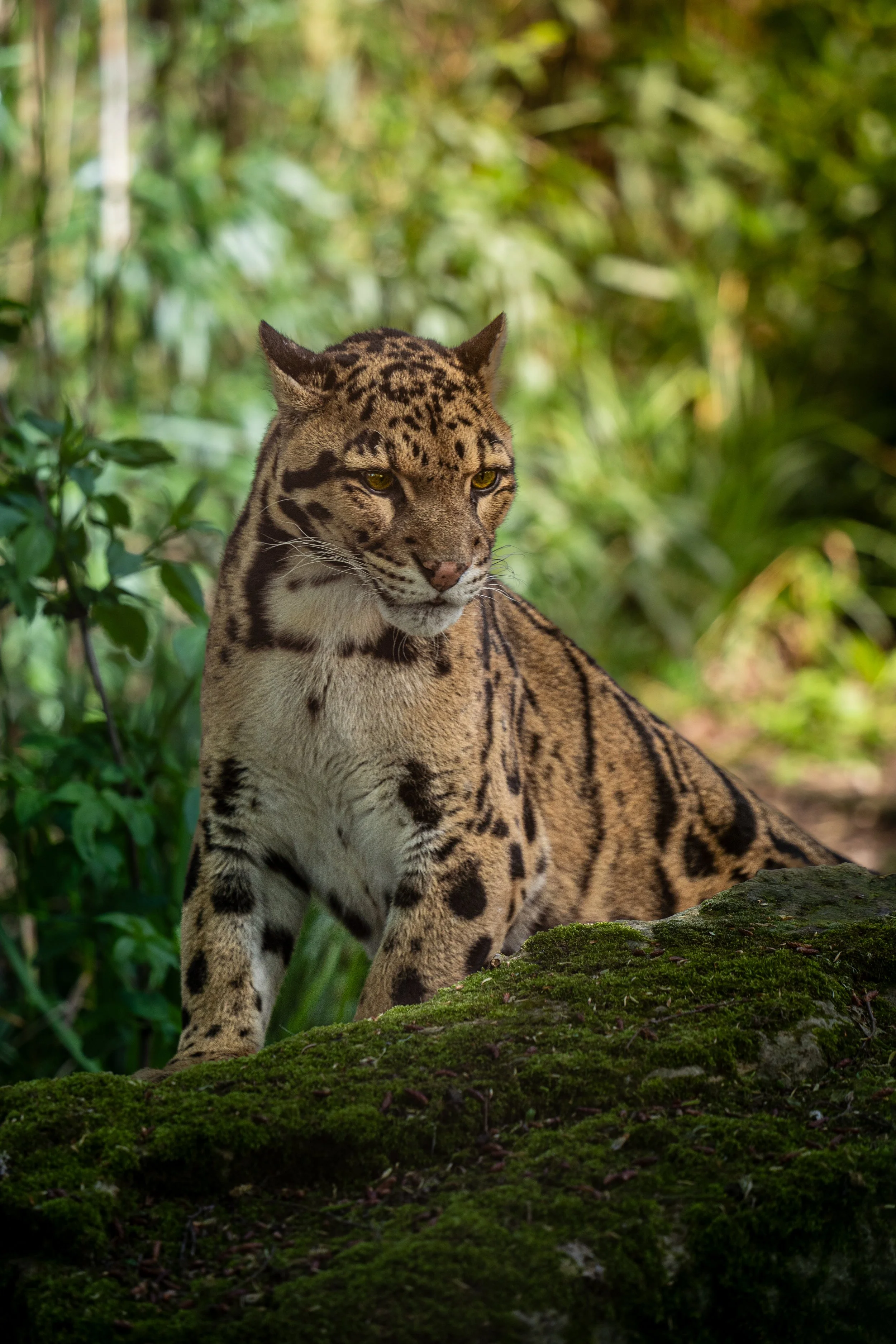 Clouded Leopard V2-1.jpg