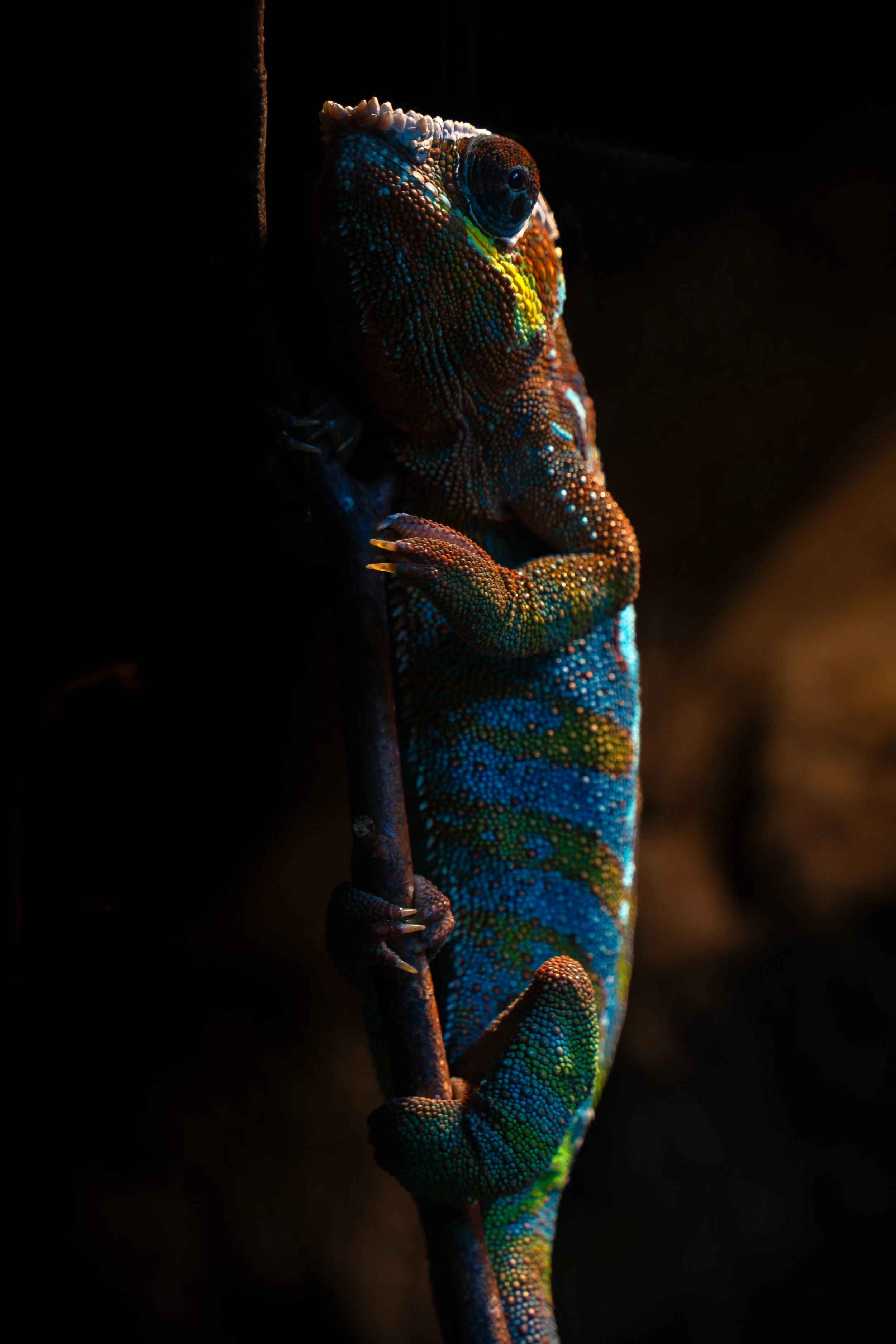Cotswolds Wildlife Park-4.jpg