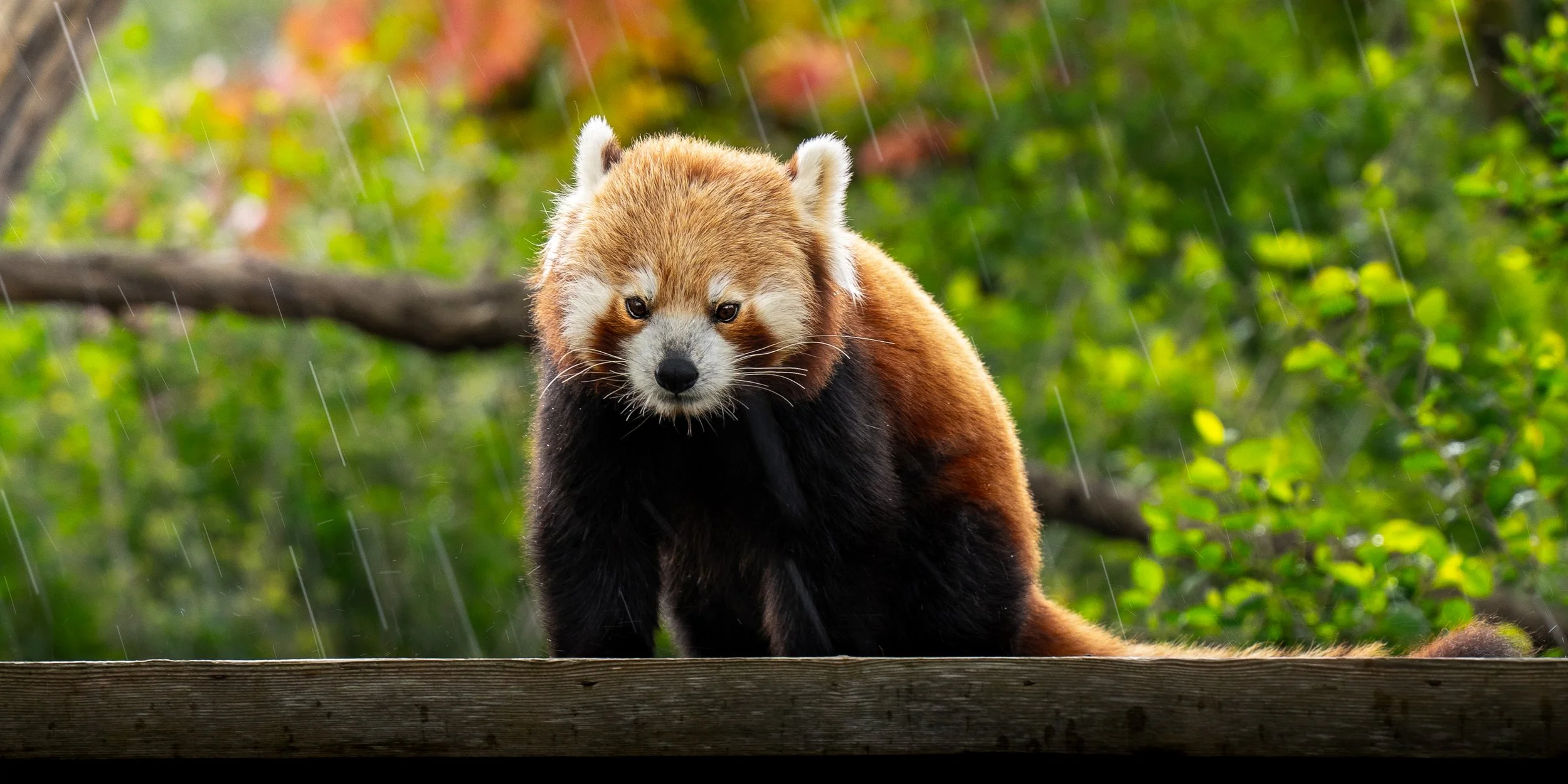 Cotswolds Wildlife Park-5.jpg