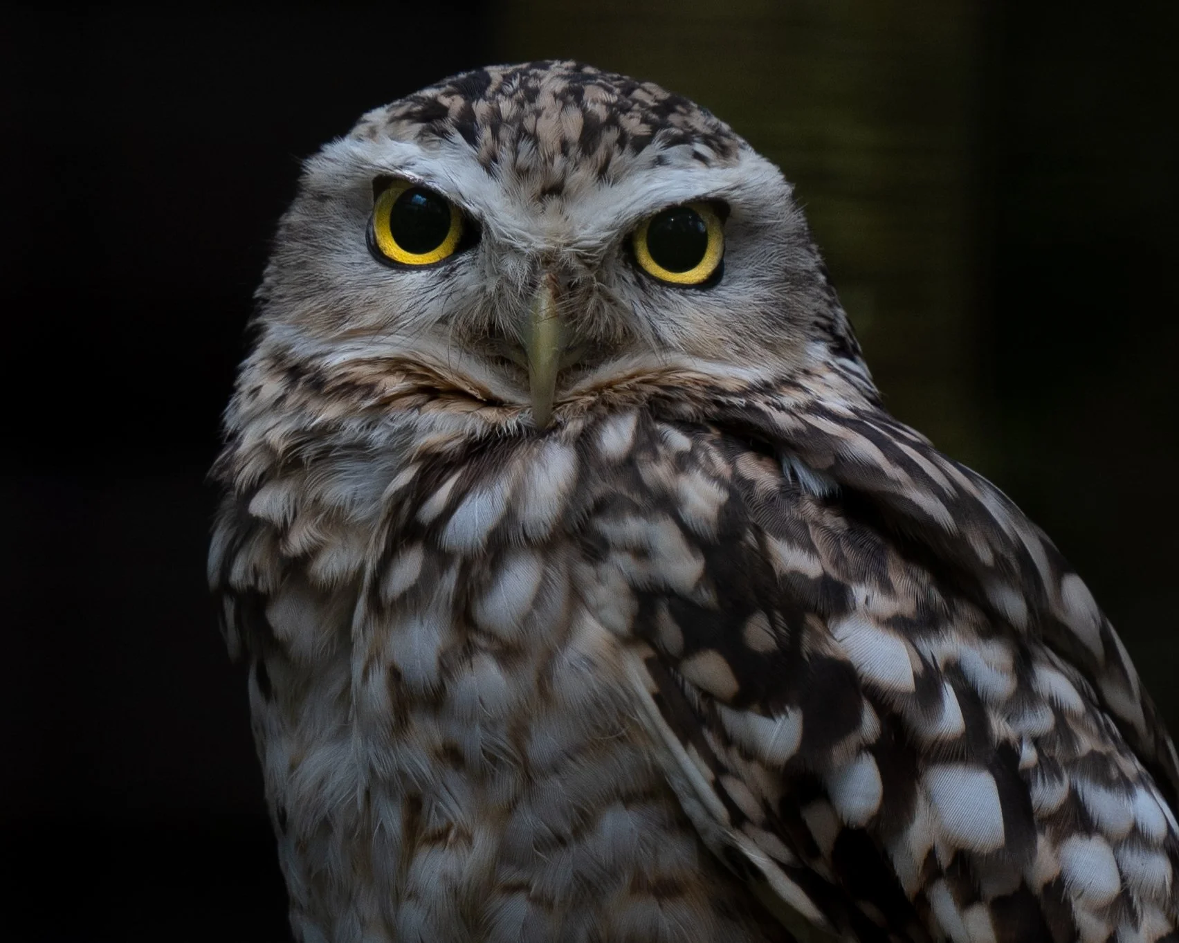 Cotswolds Wildlife Park-15.jpg