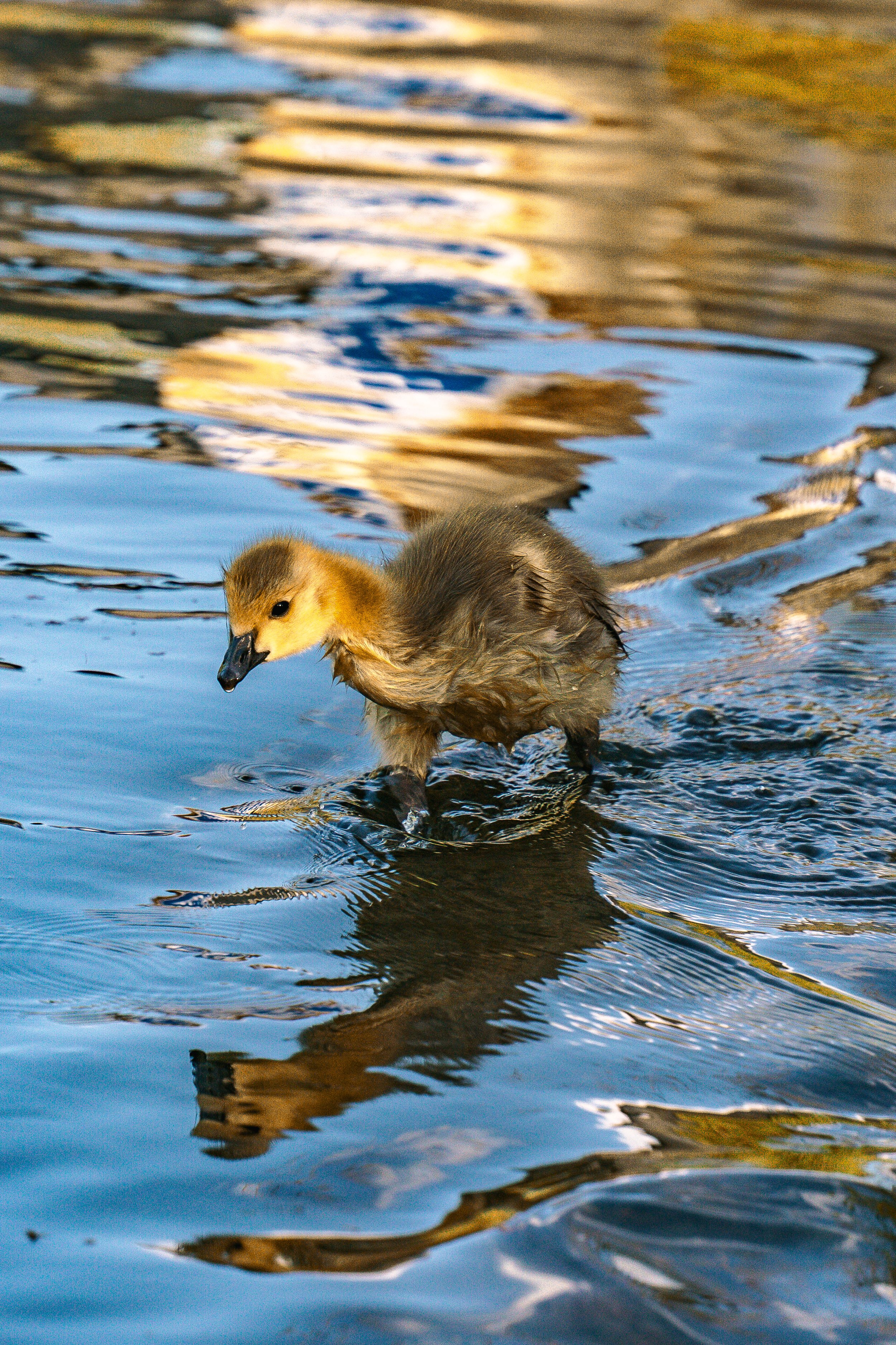 Baby Goose-1.jpg