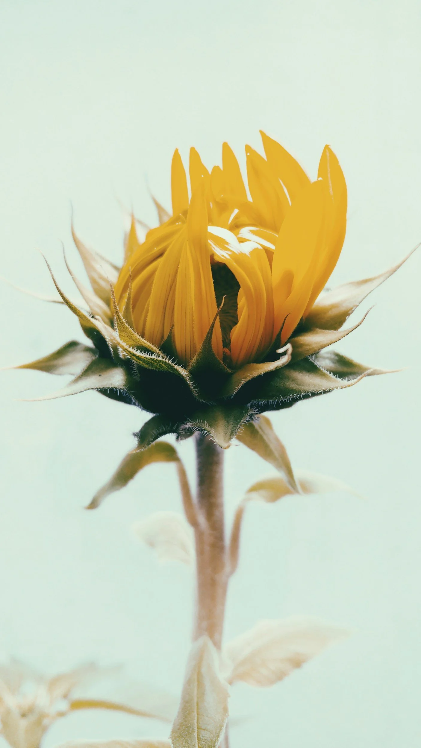 A close-up photo of a sunflower with yellow petals and green and brown leaves against a light background.