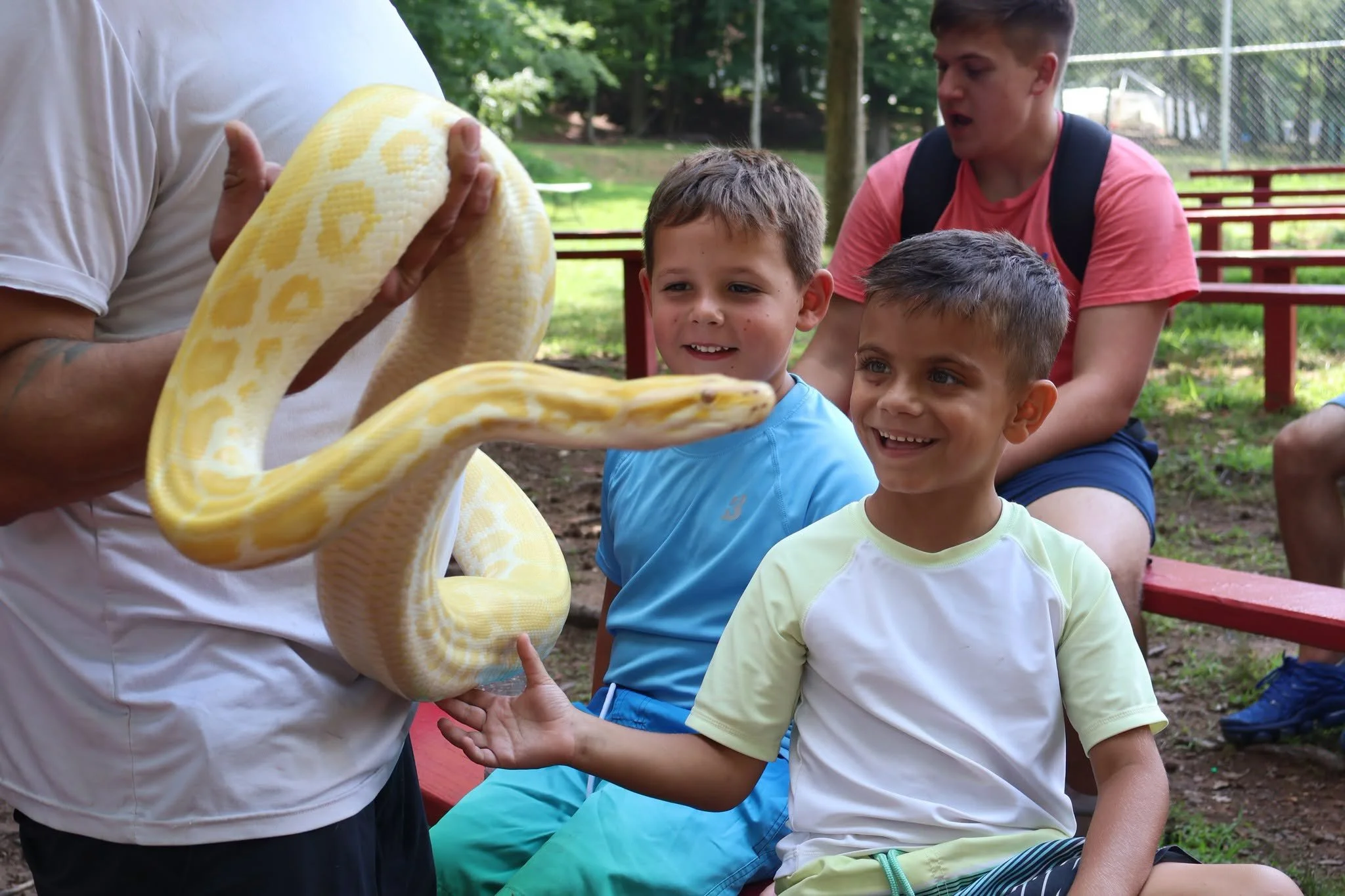 A person holding a large albino python snake for a group of children to observe during an outdoor educational activity.