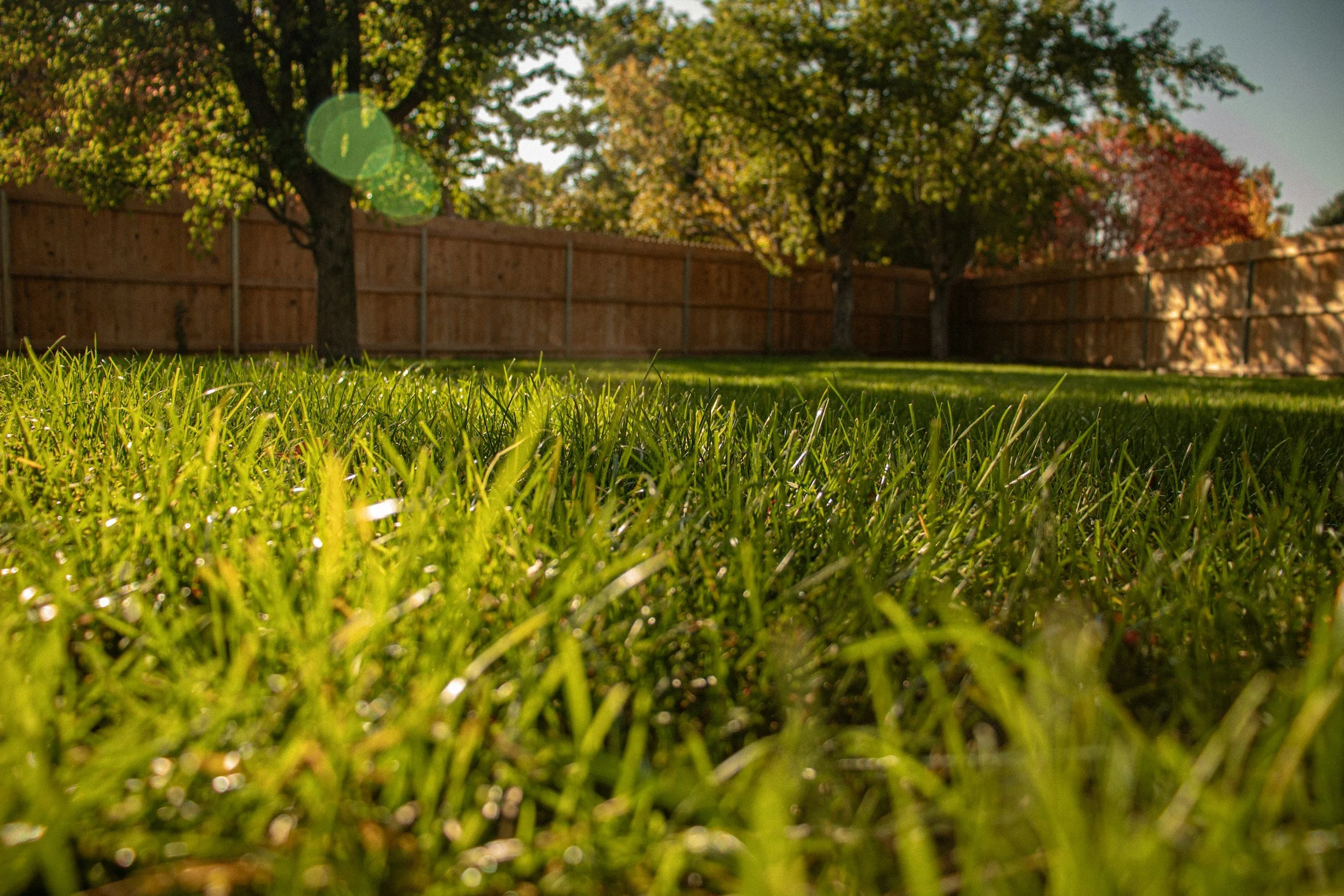 Close-up view of green grass with a backyard fence and trees in the background, sunlight shining through the leaves.