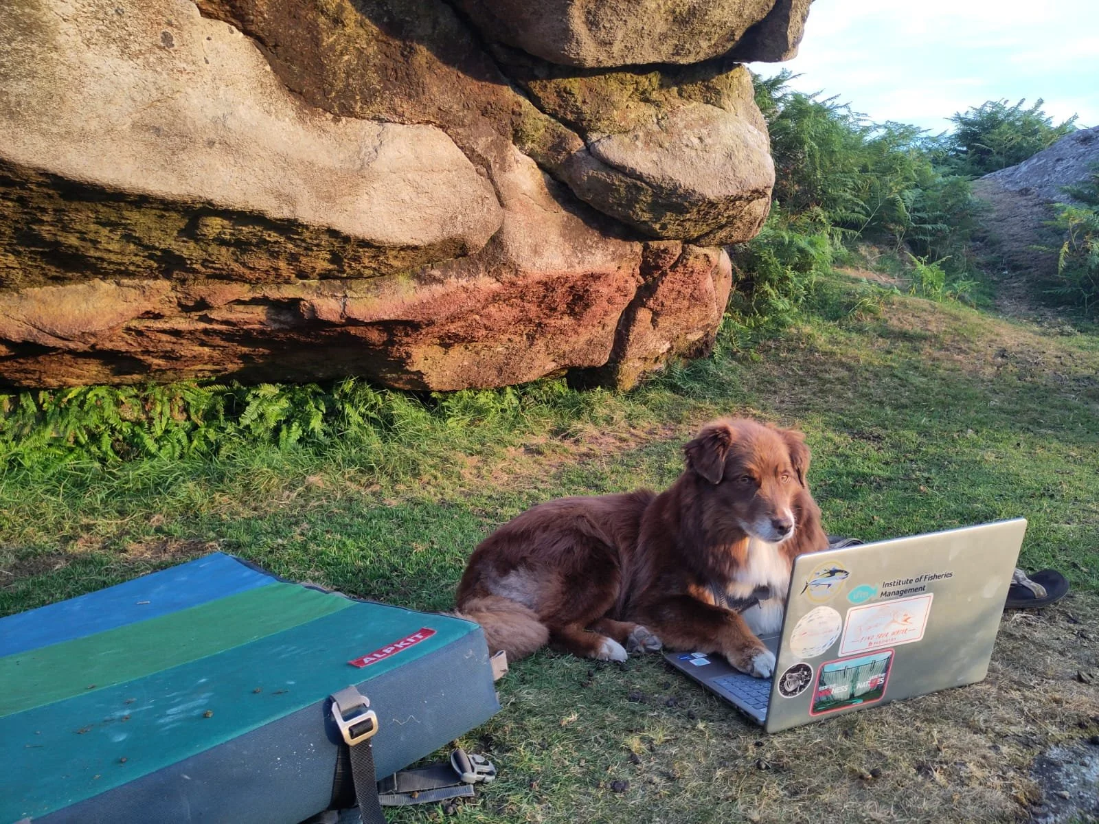 A brown dog lying on grass next to a laptop with a sticker, with a rock formation and green foliage in the background.