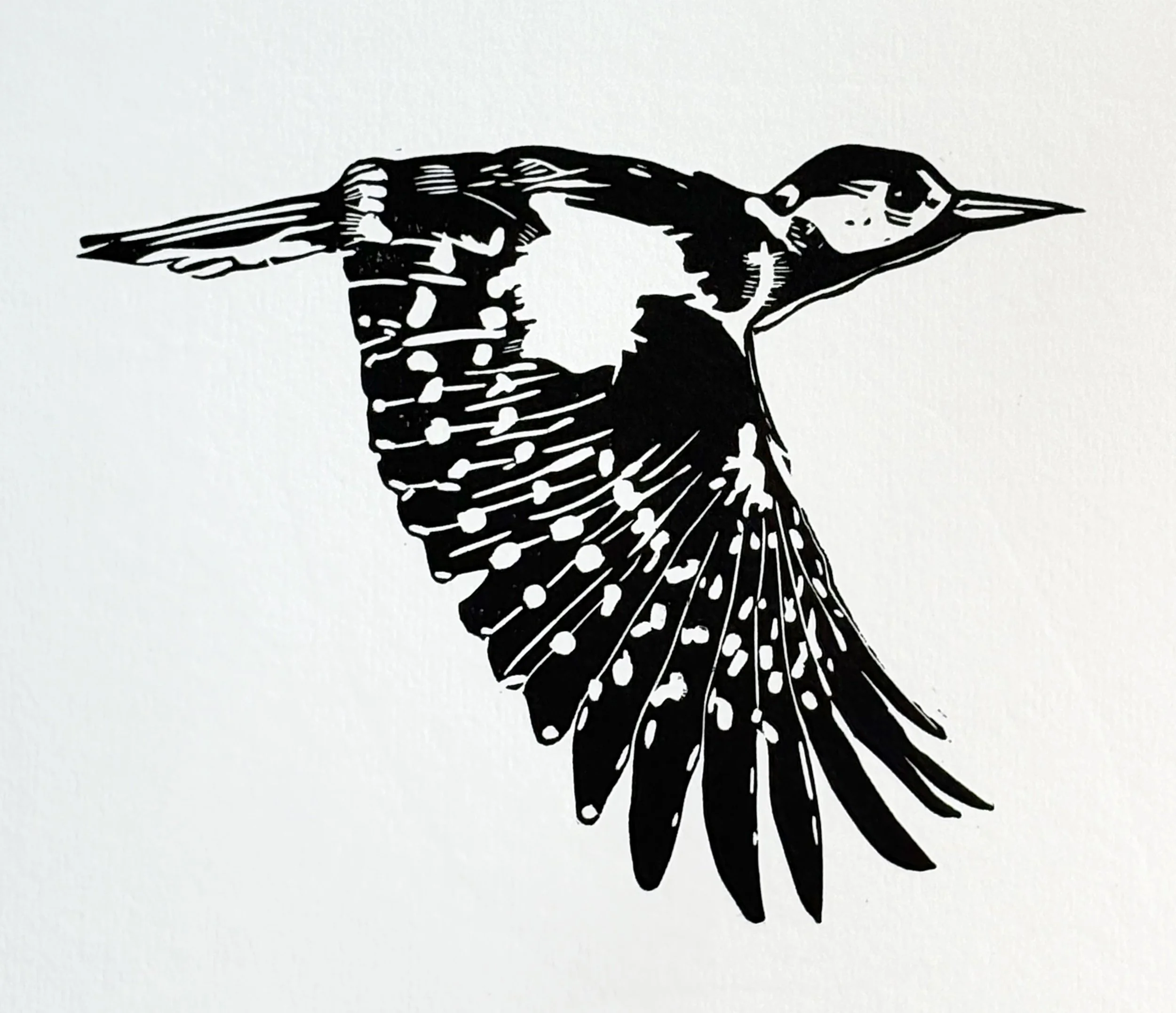 20 Great Spotted Woodpecker.jpg