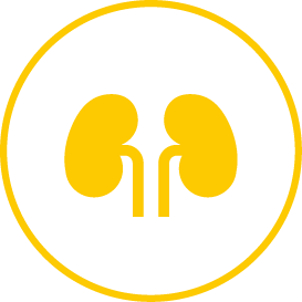 Yellow kidneys symbol within a black circle bordered in yellow.