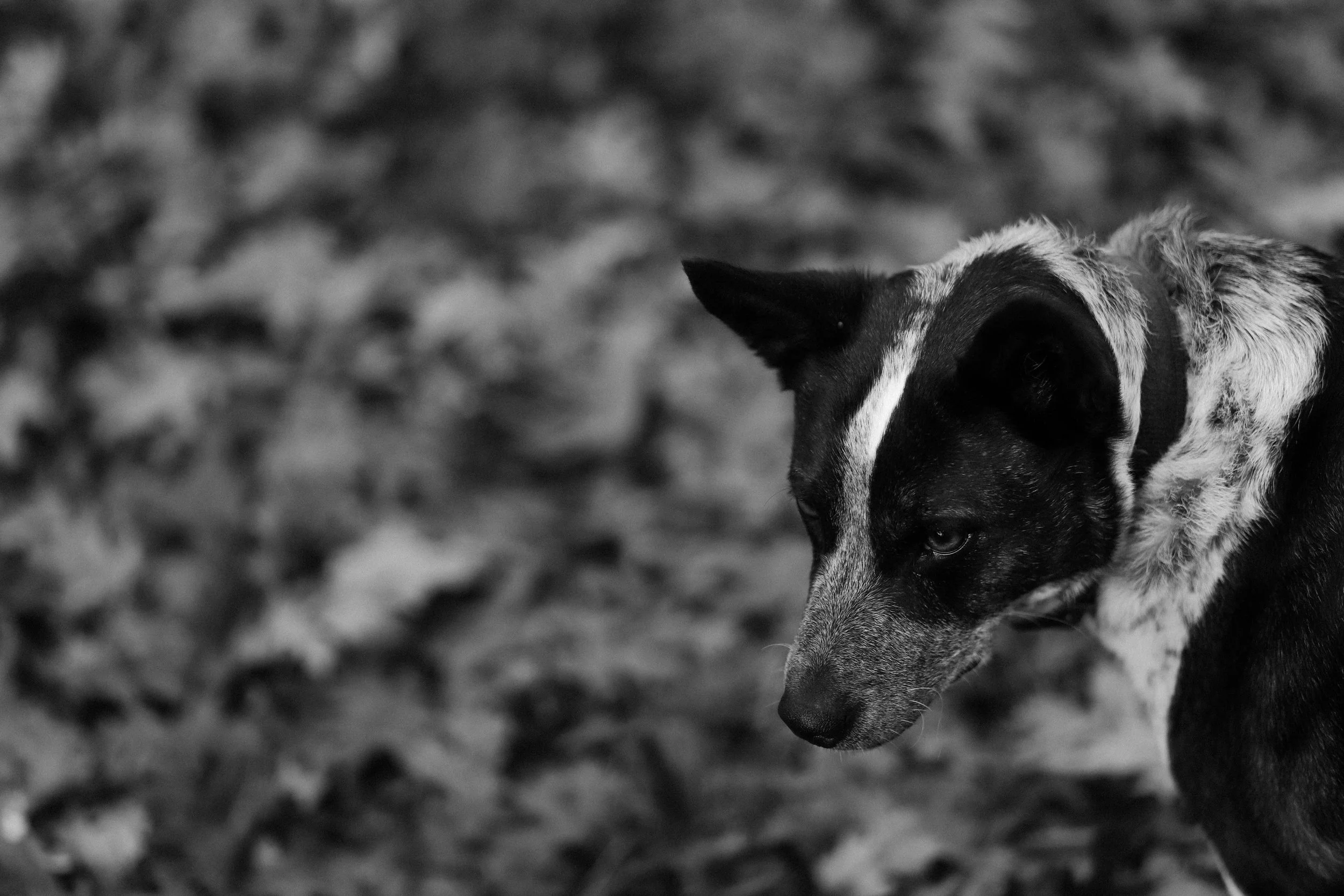 Close-up of a black and white dog, possibly a Border Collie, with focus on its face and eye, standing outdoors on a blurred background.