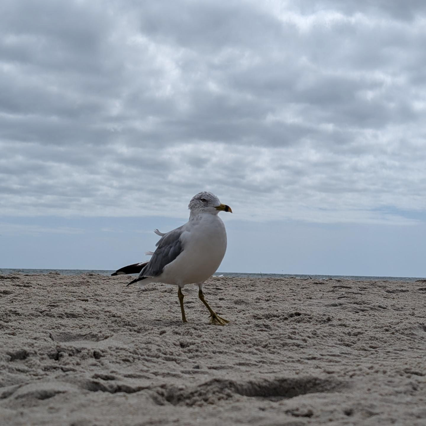 Seagull 1.png