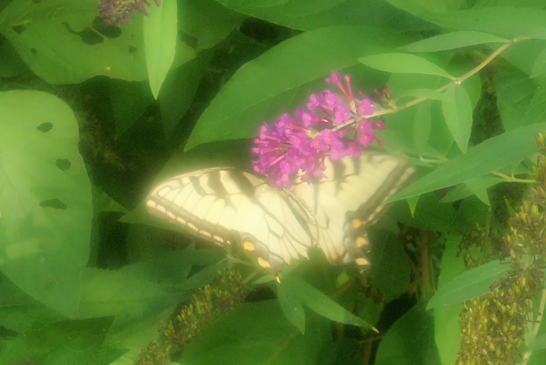 Yellow Butterfly.png