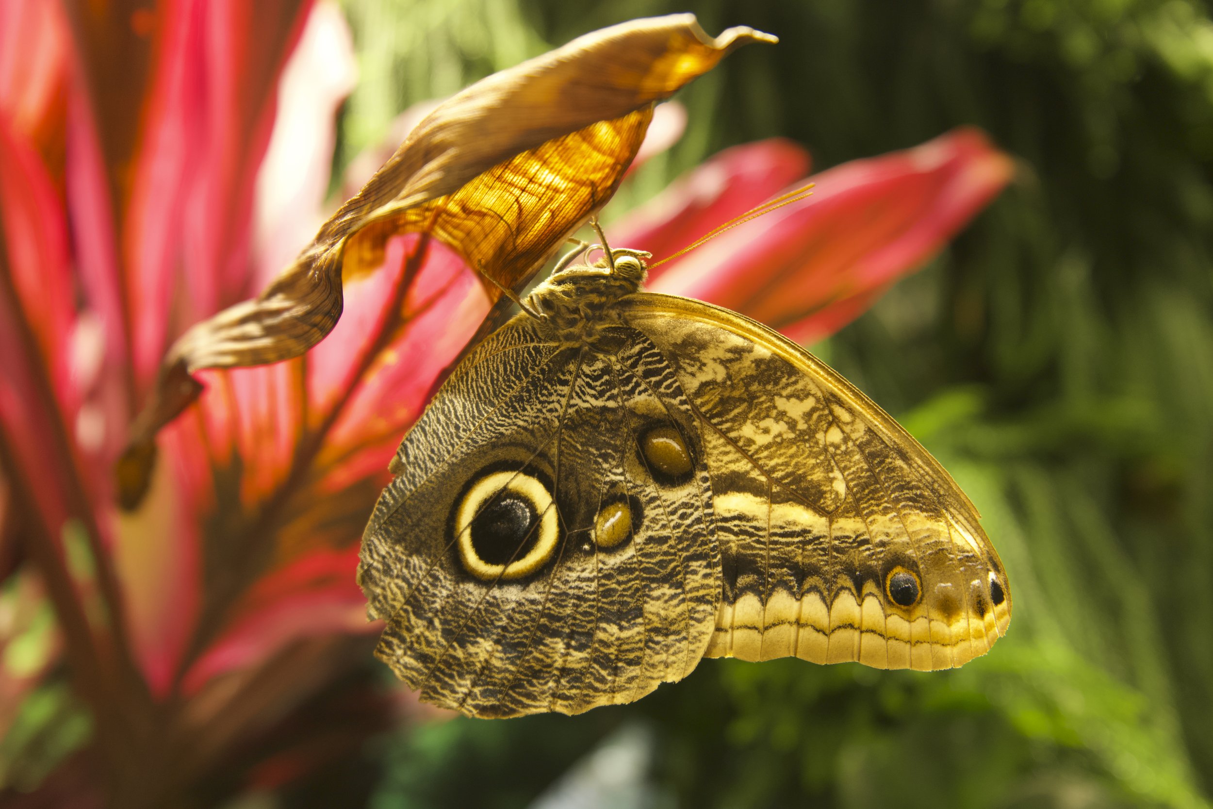Owl Eye Butterfly 2b.jpg