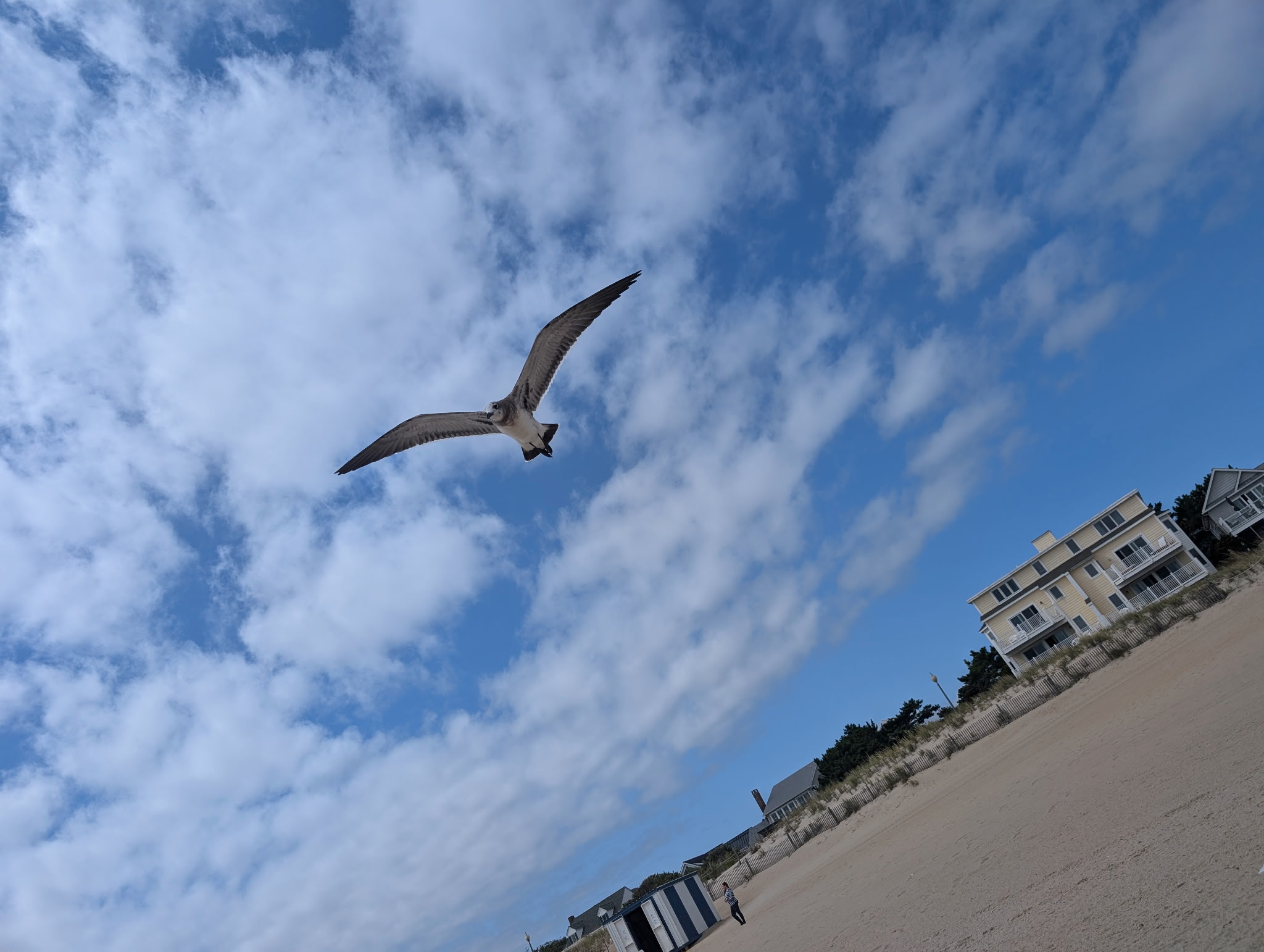 Seagull flying.png