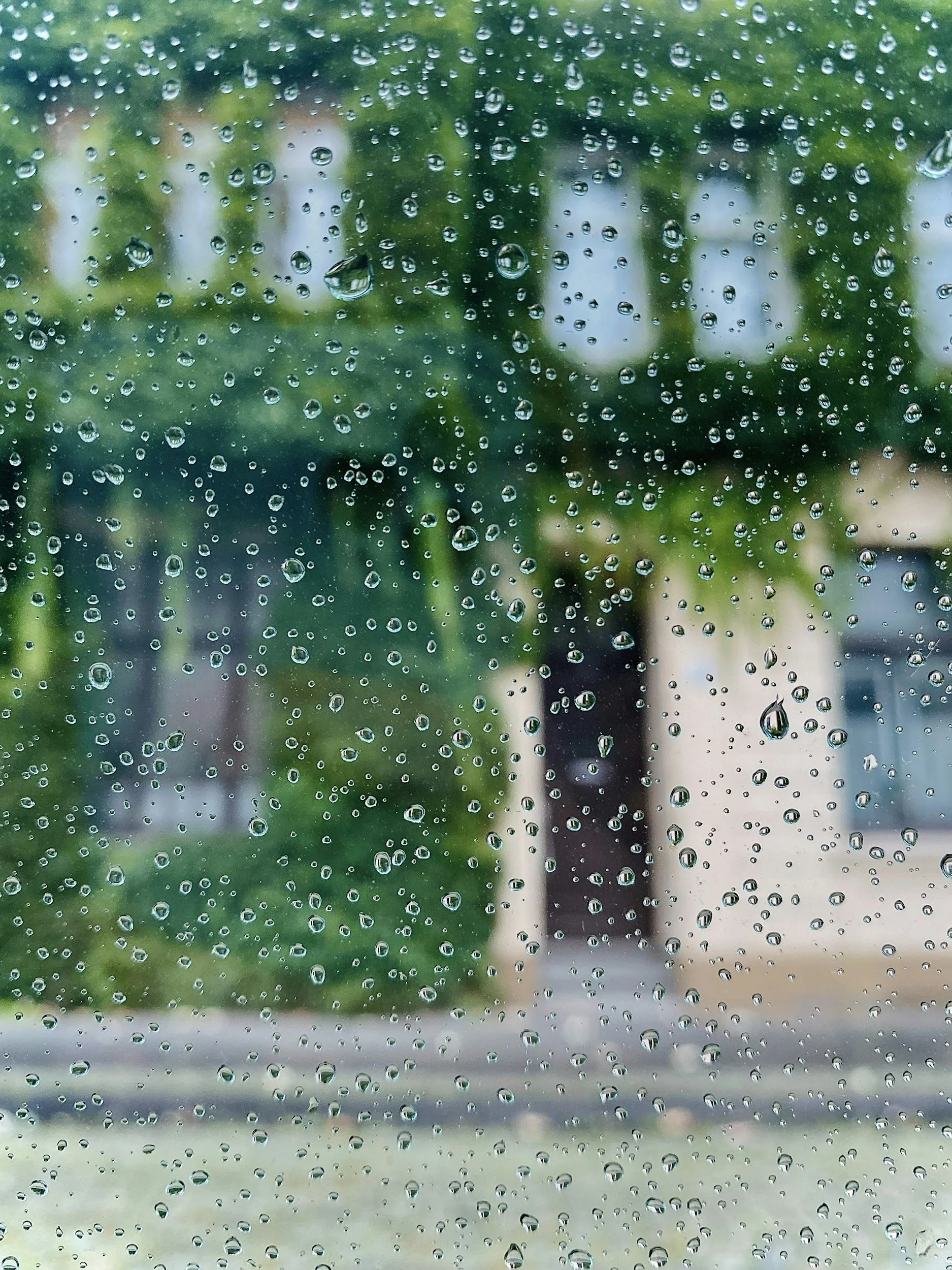 Why Do Ants Come Inside When It Rains?
