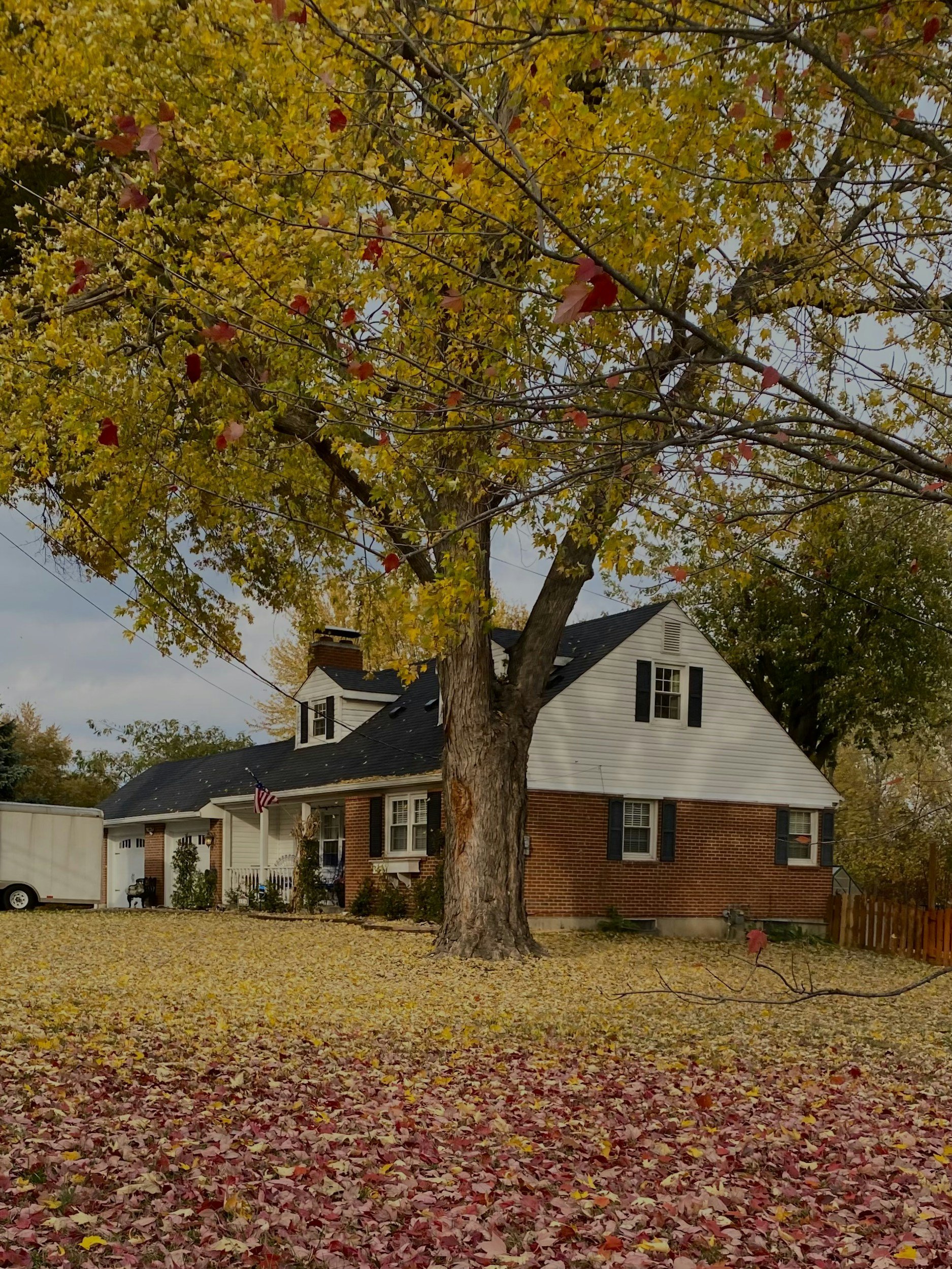 How Do Mice Get Into Your House in the Fall?