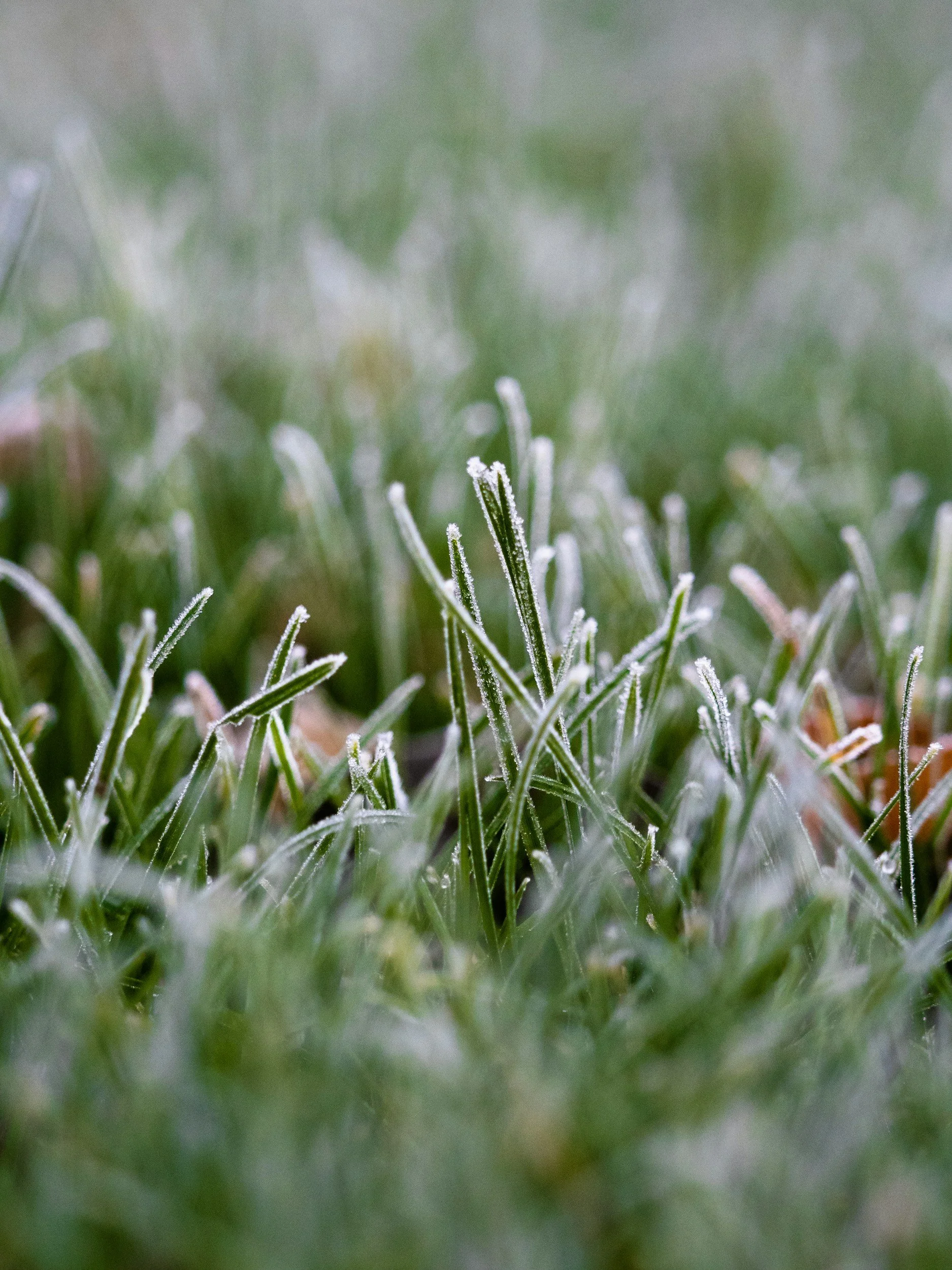 Do Fire Ants Go Away in Winter in Alabama?