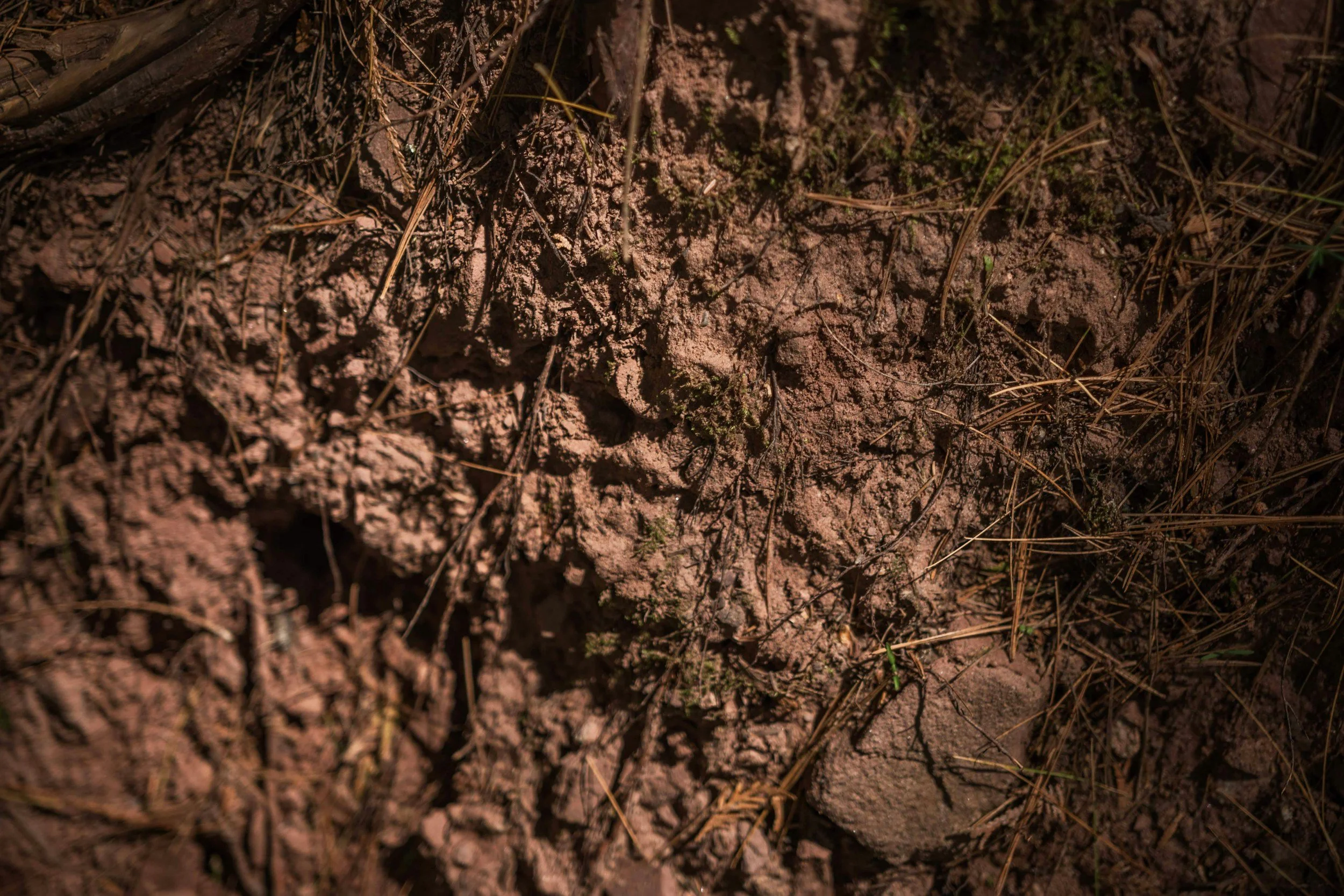 Why Do Fire Ant Mounds Keep Coming Back?