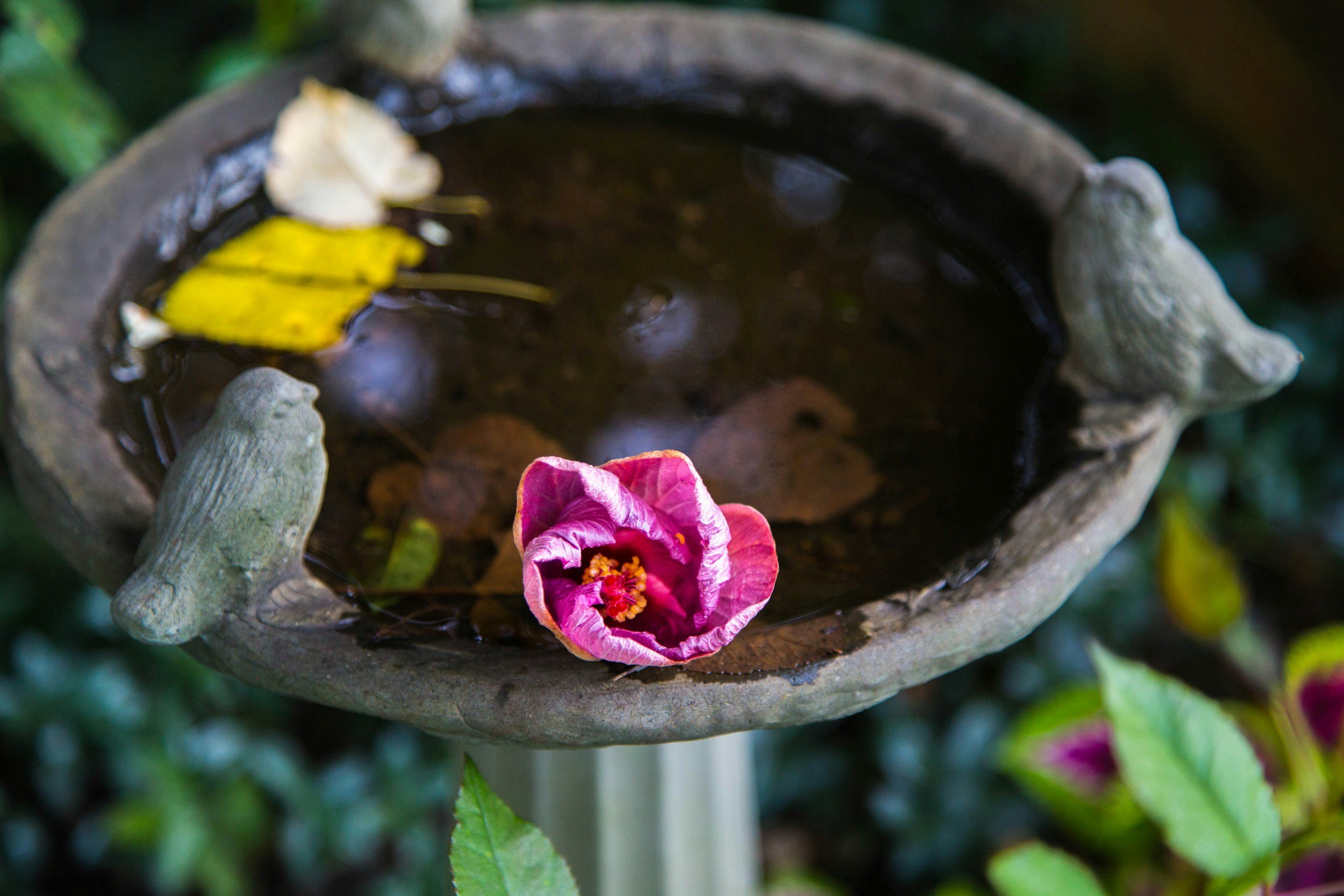 What Attracts Mosquitoes to Your Yard?