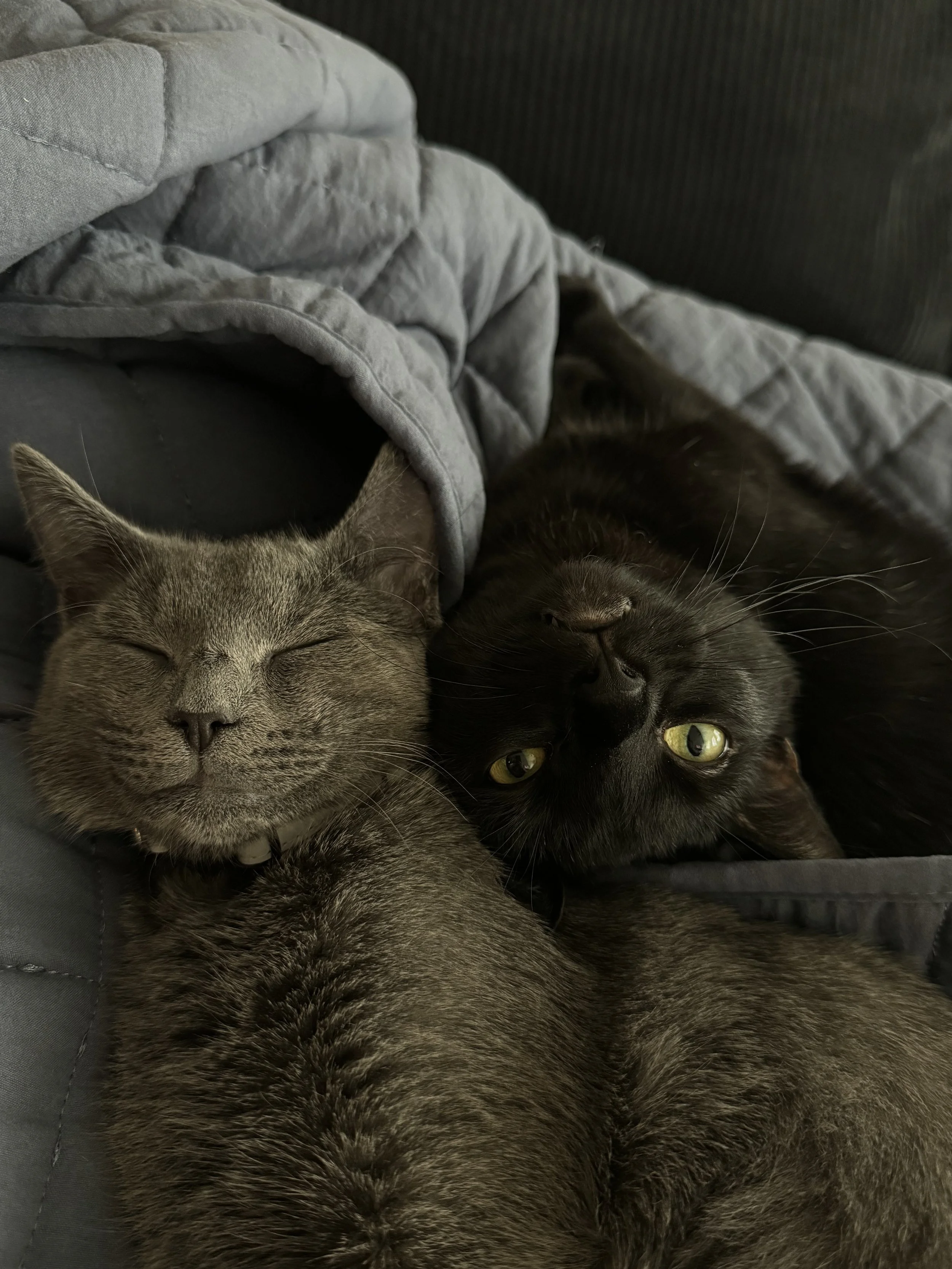 Two cats, one gray tabby and one black, lying close together on a gray quilted blanket with a dark background, both sleeping with relaxed expressions.