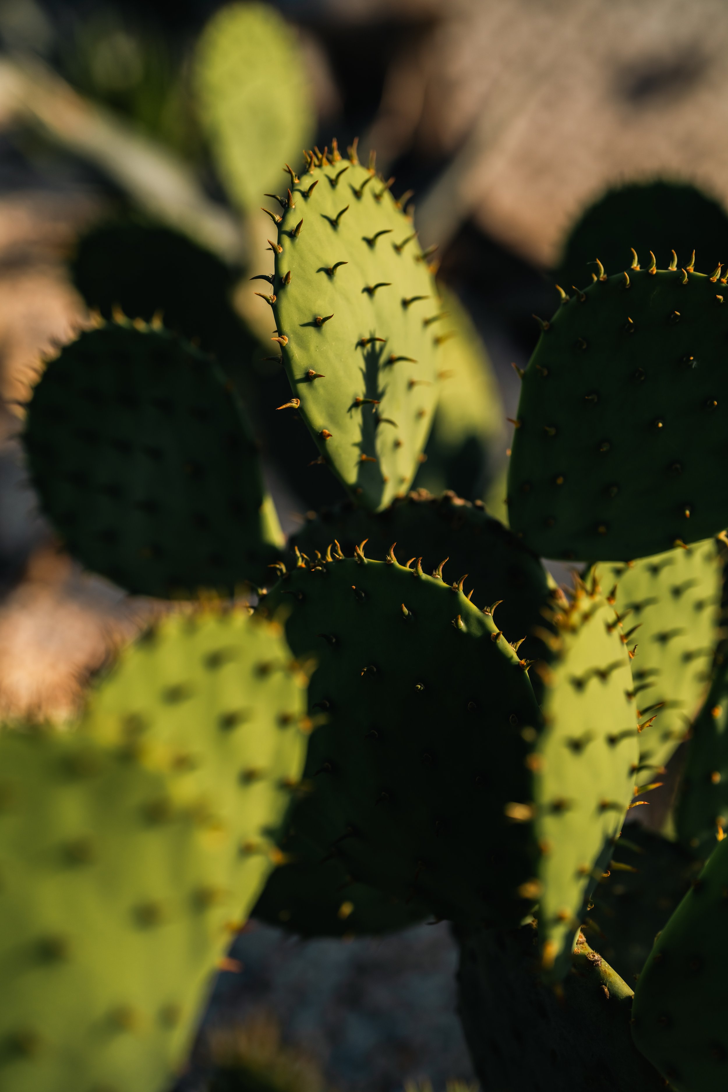 Close-up of green prickly cactus pads with sharp spines in natural sunlight.