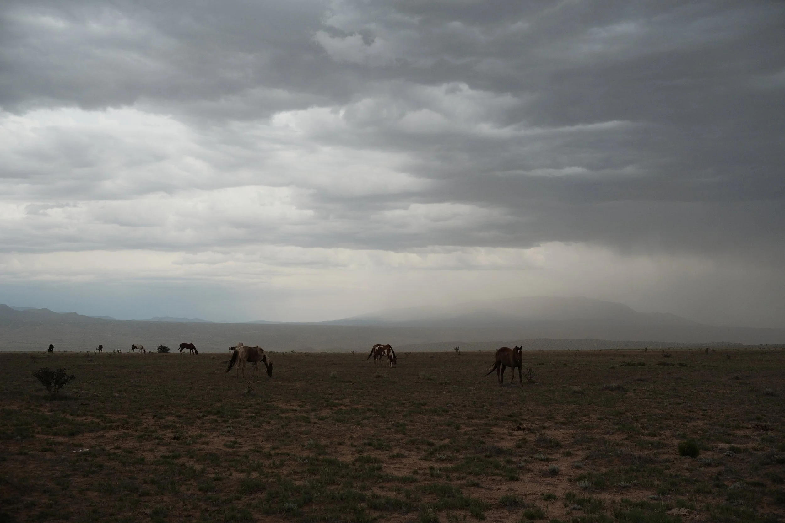 Grazing horses on a vast plain under a dark, cloudy sky.