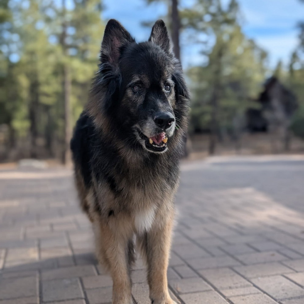 Bella