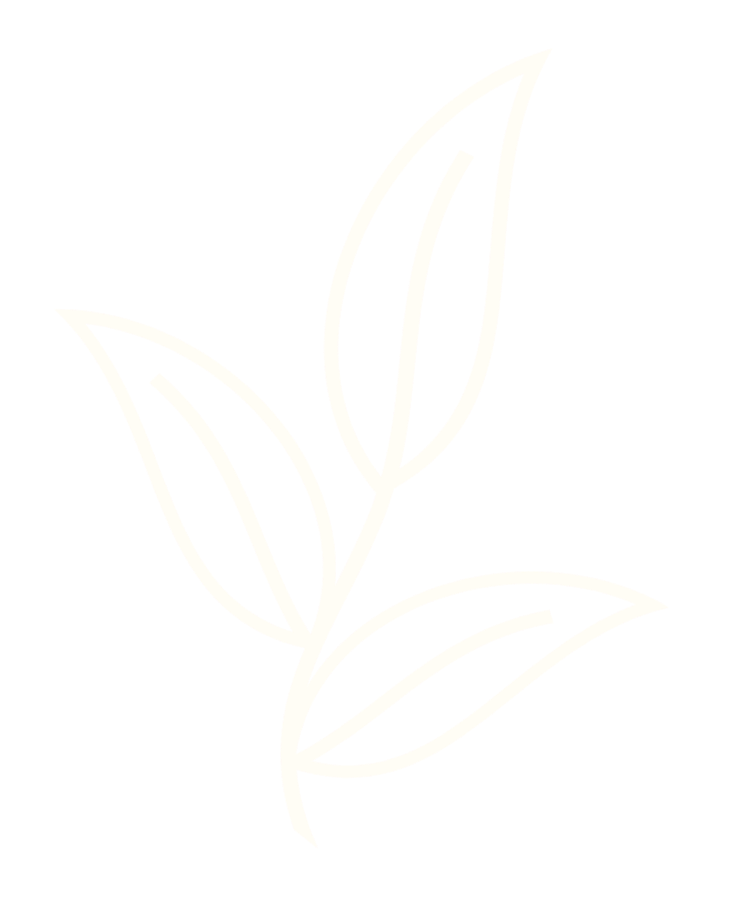 Line drawing of a plant with four leaves against a black background.