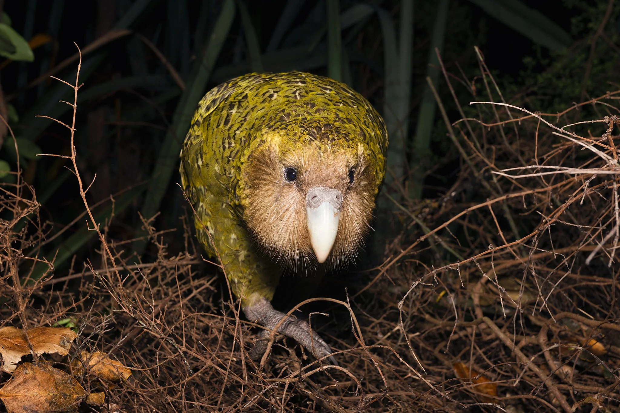 No Fight = No Flight:  Birds On Islands Losing Ability To Fly