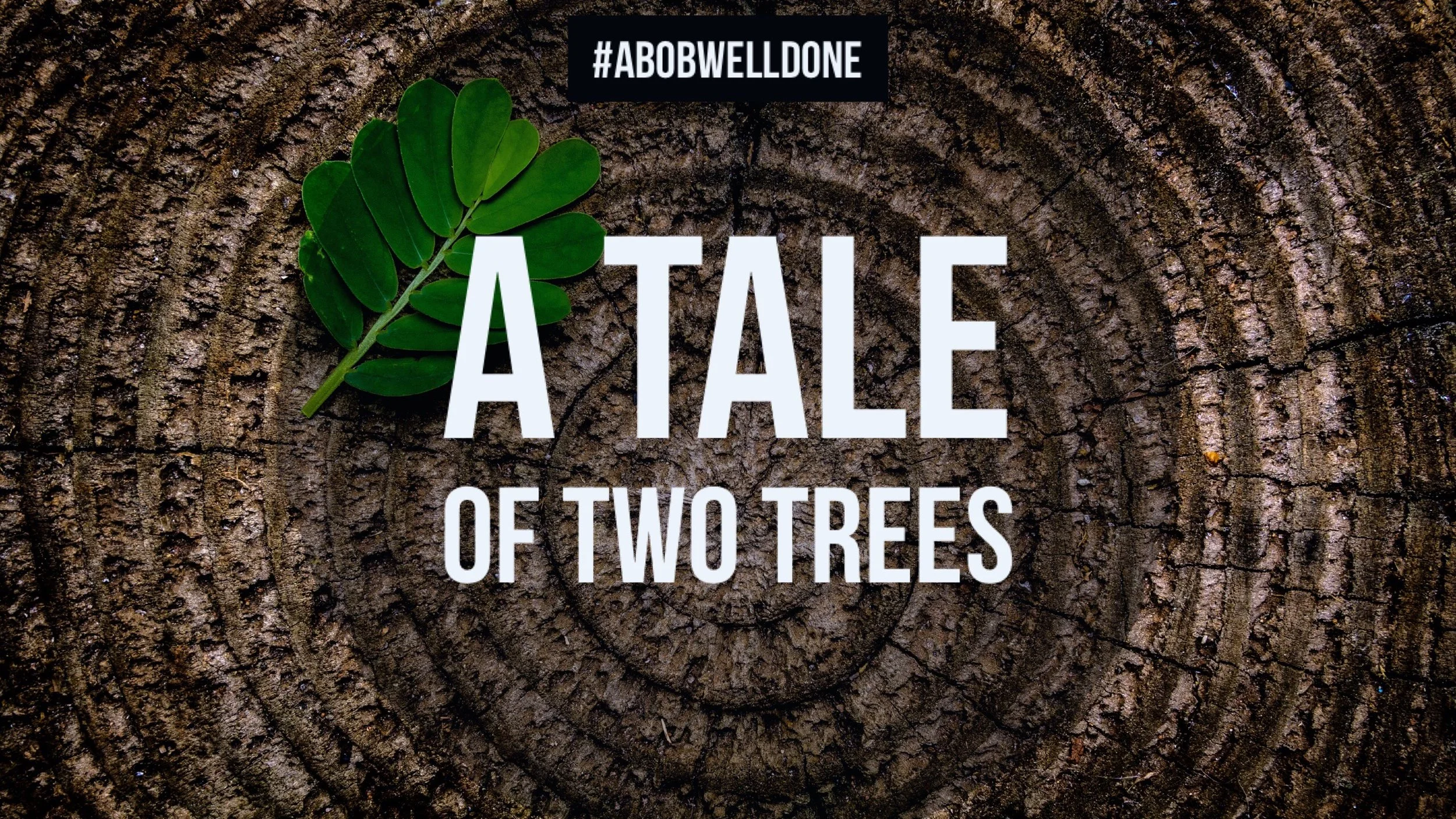 A Tale Of Two Trees Intro: The Day I Didn't Shower