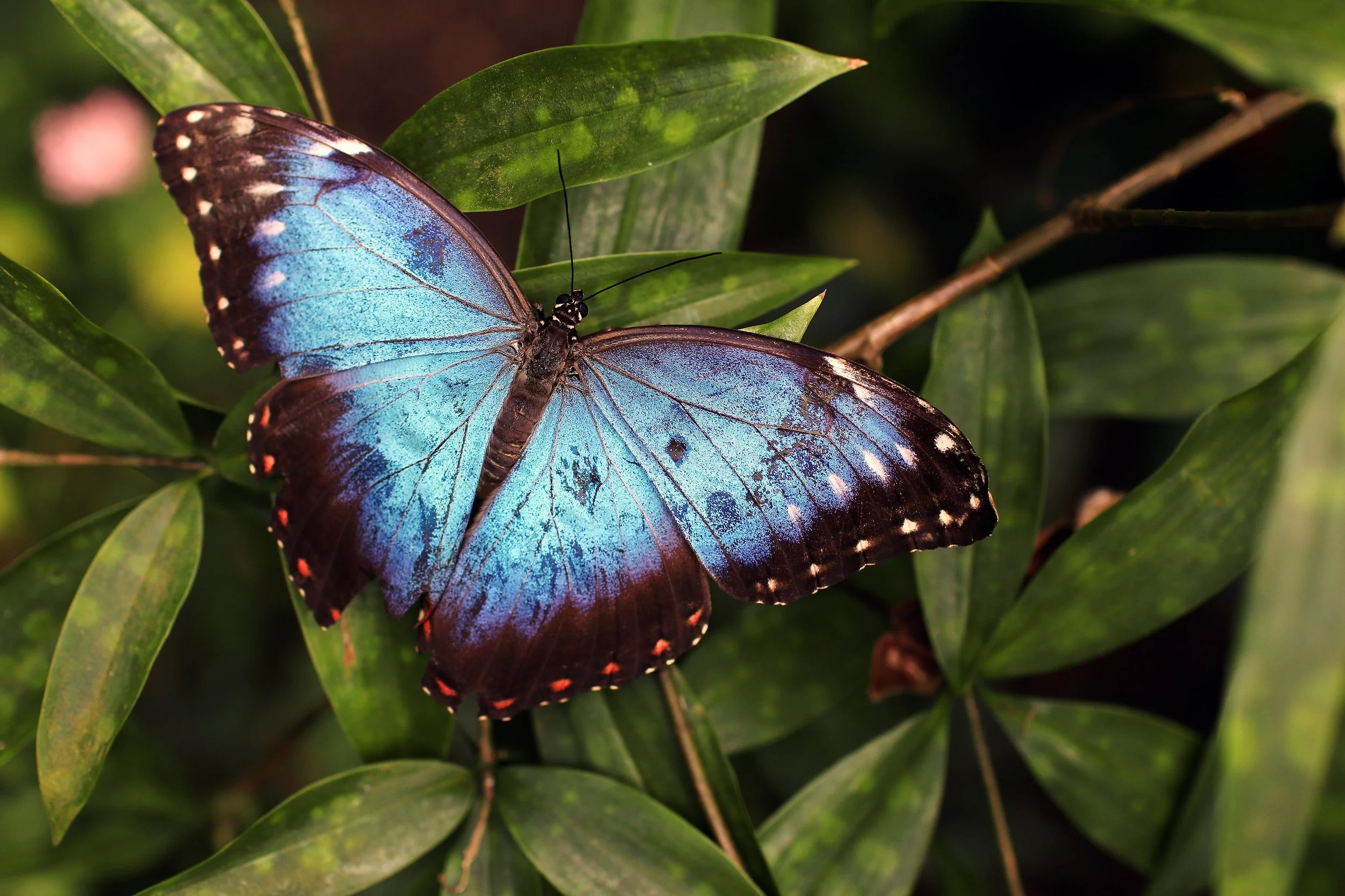 The Gift of Temporary Life