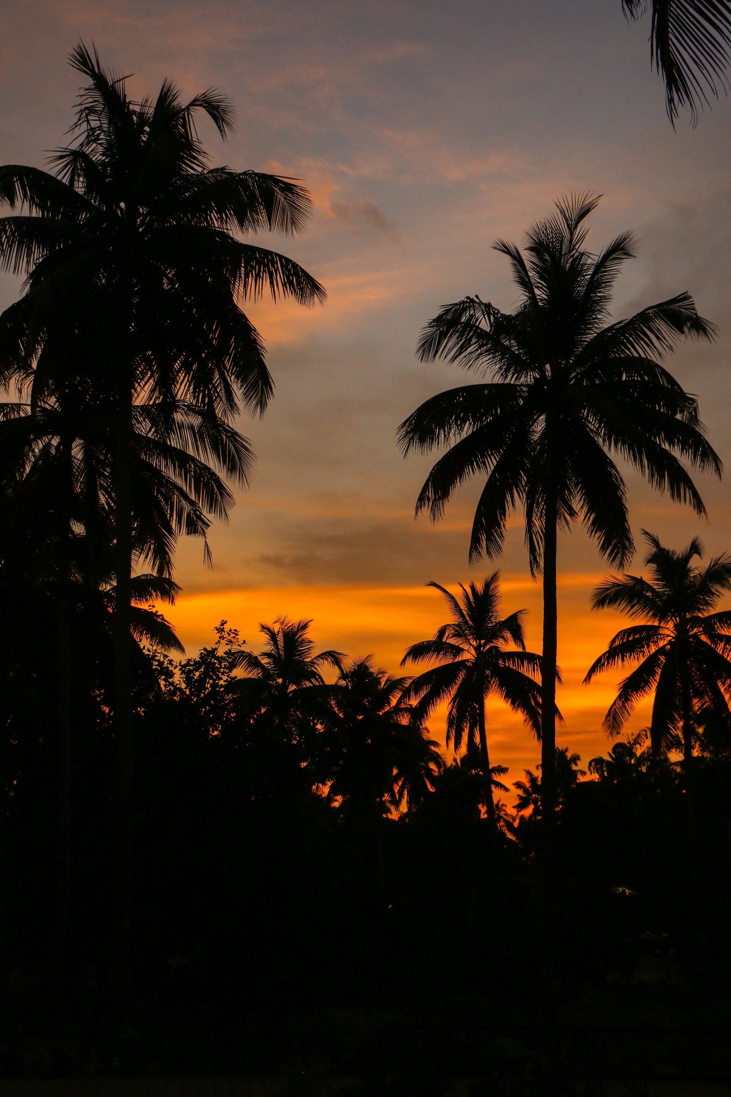 India-Banana-Trees.JPG